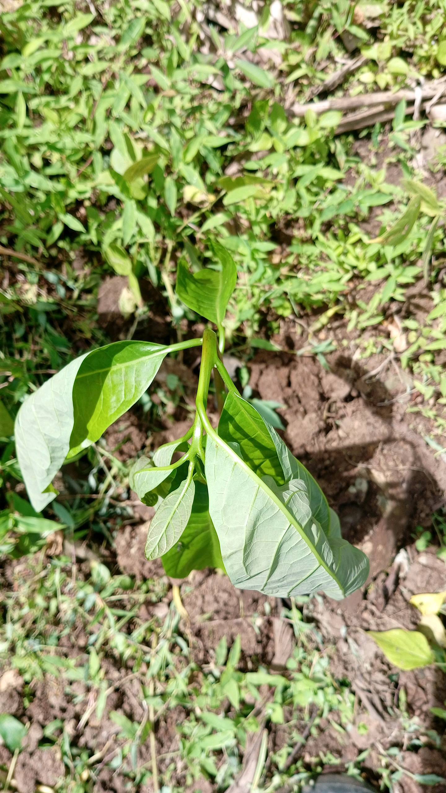 tree