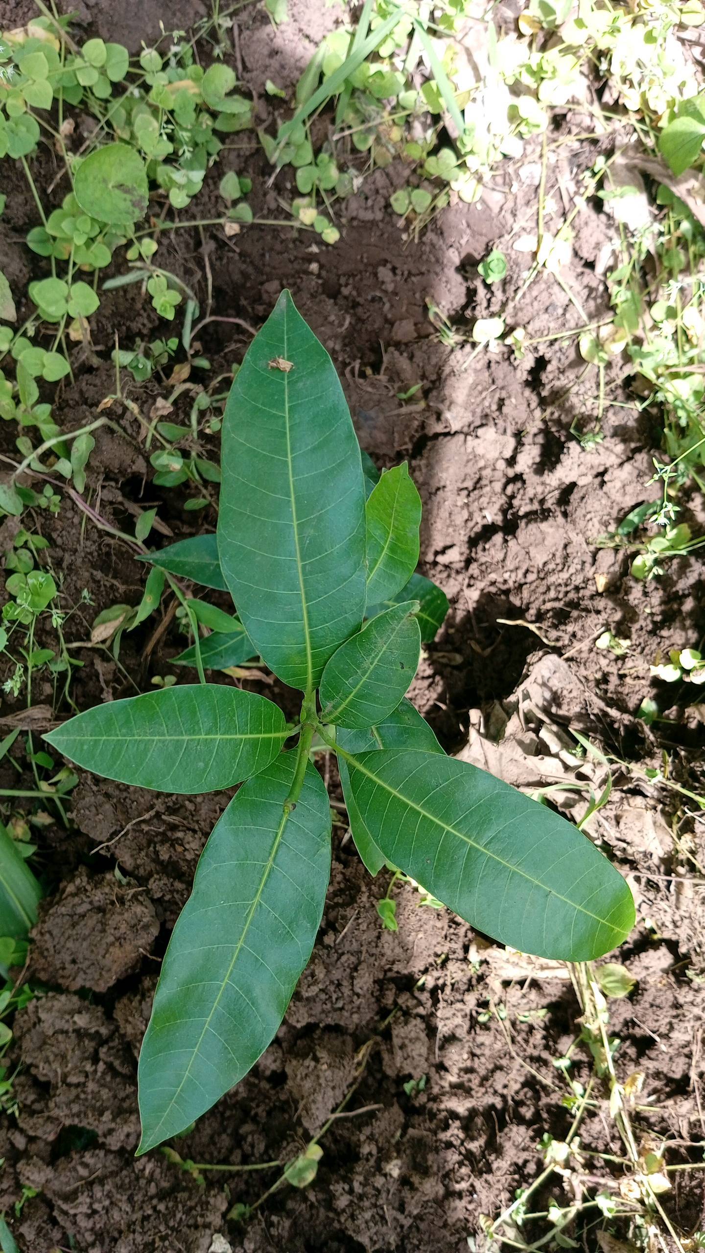 tree