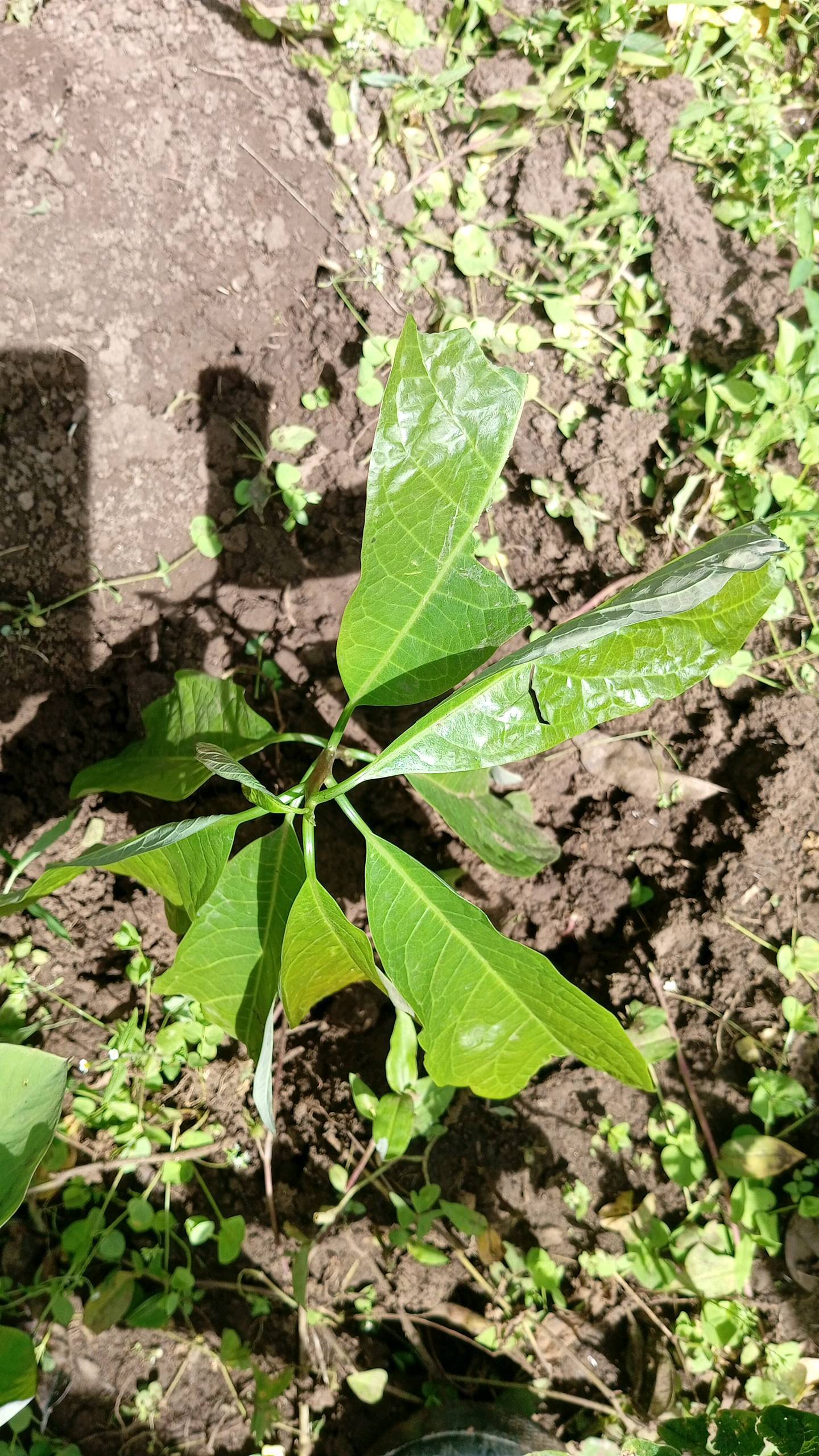 tree