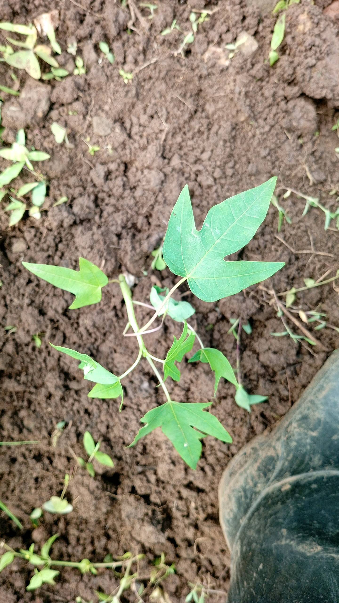 tree