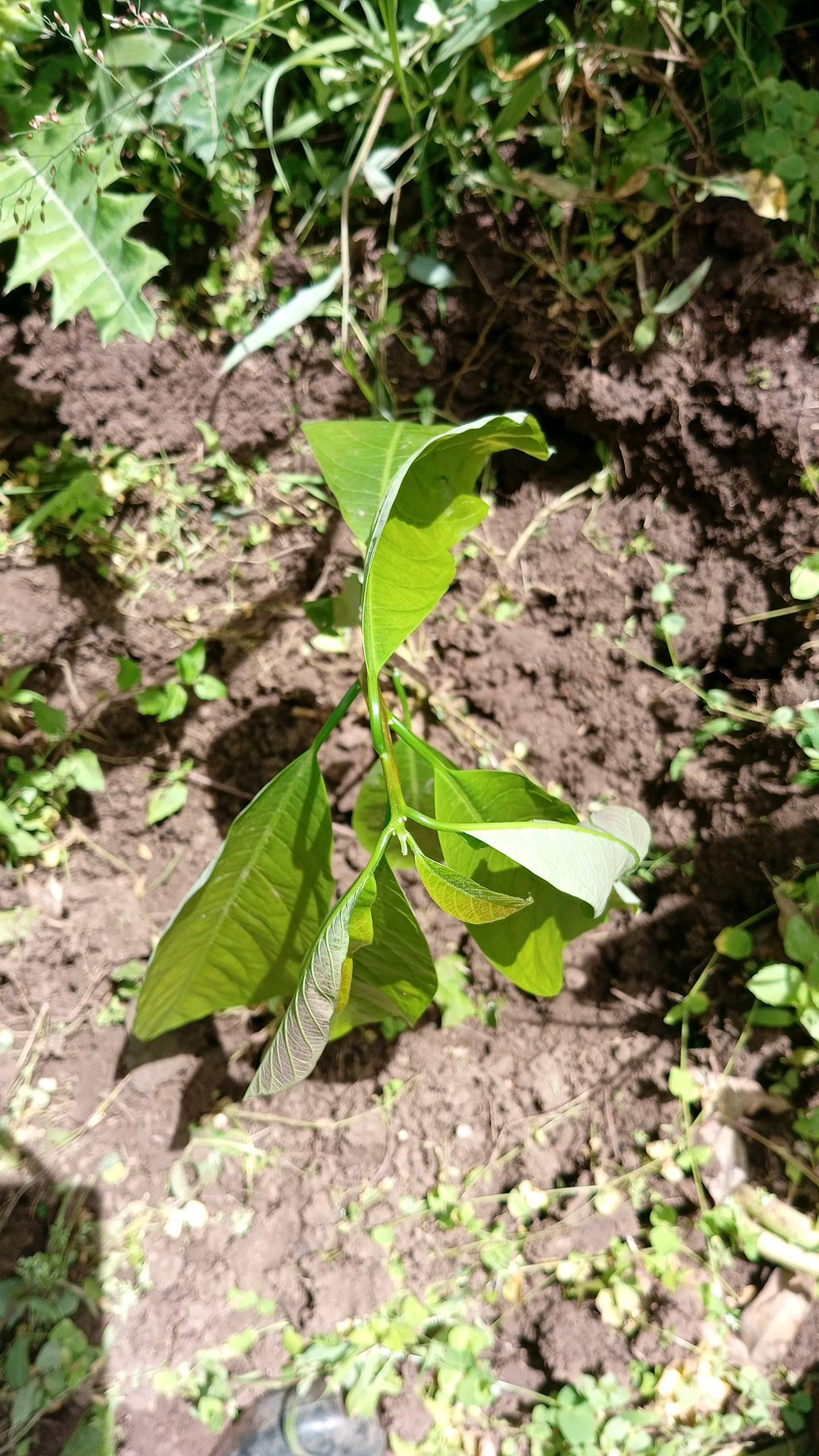 tree