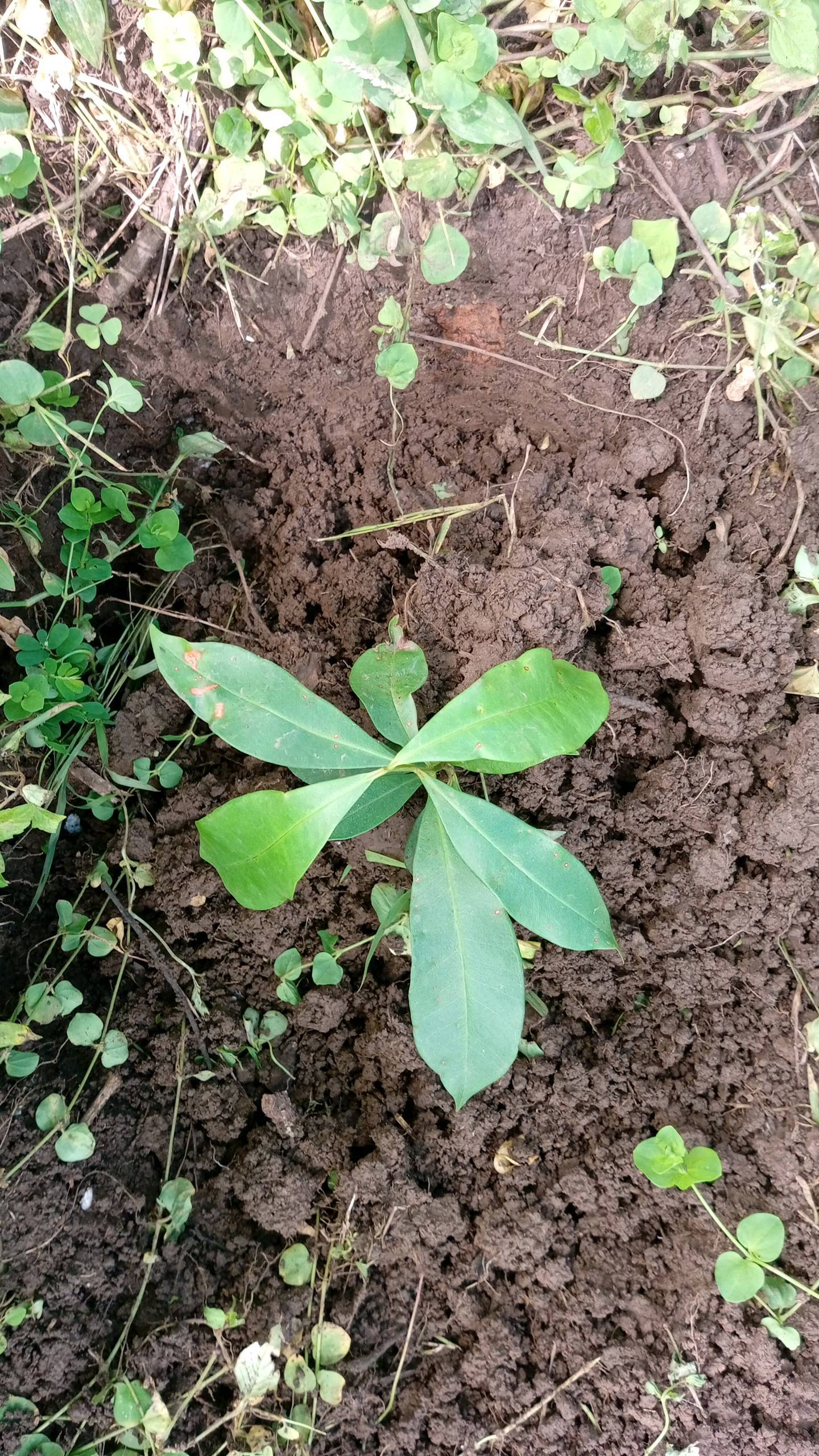 tree