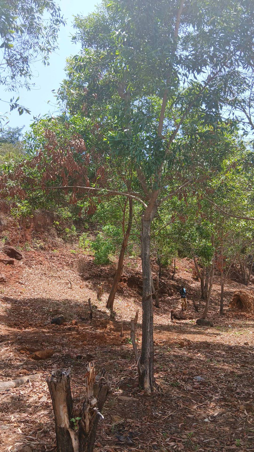 tree
