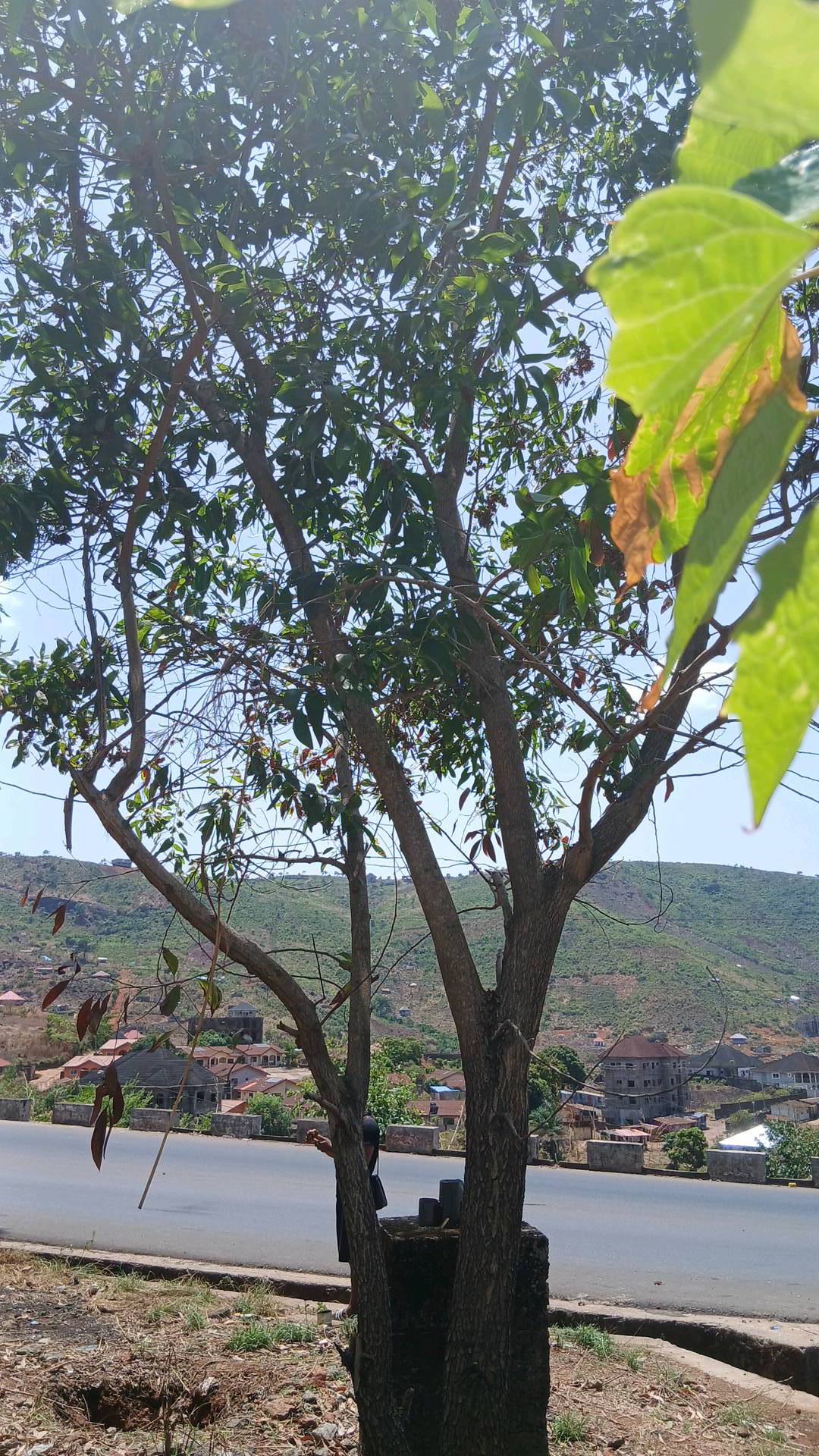 tree
