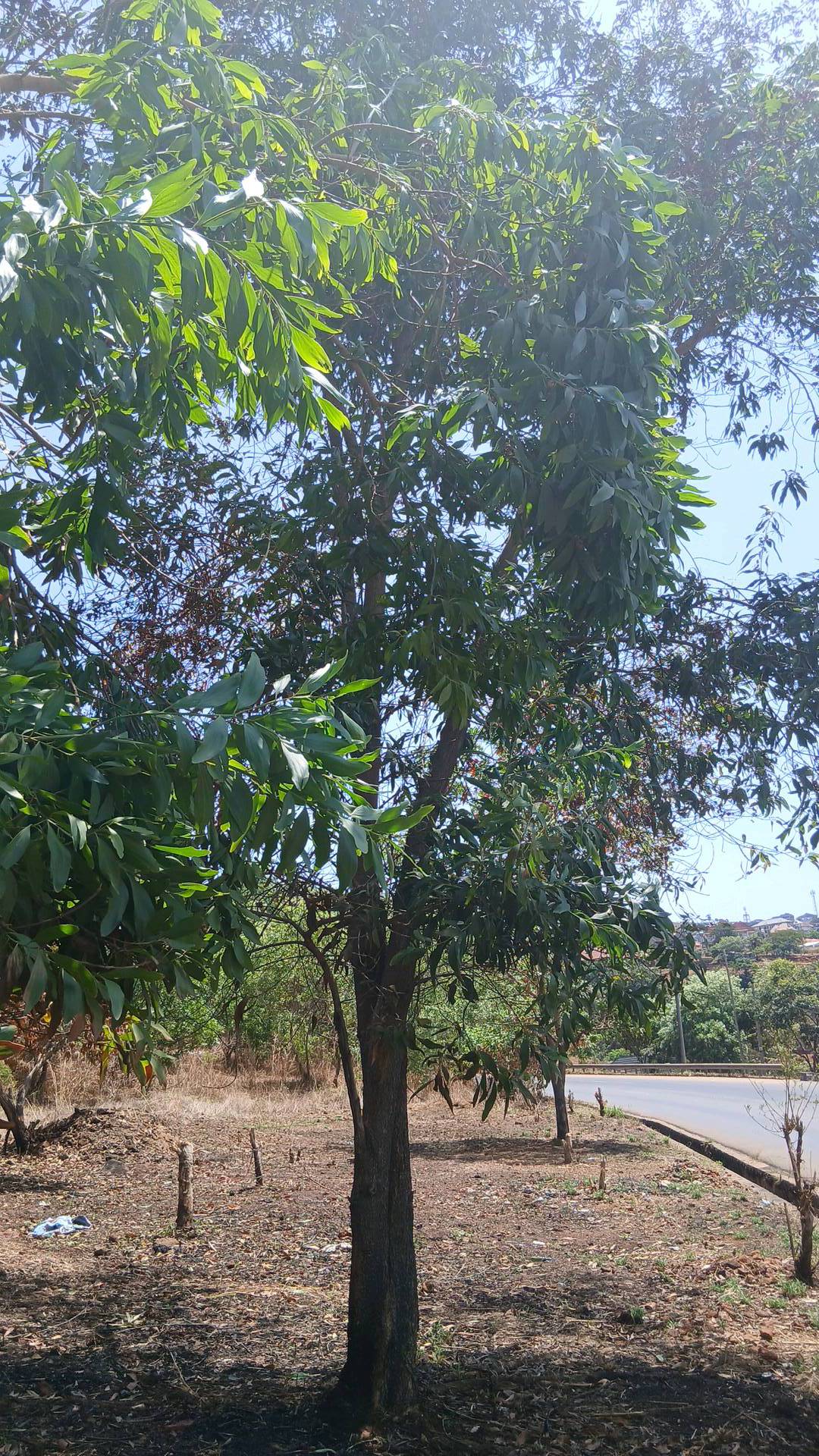 tree