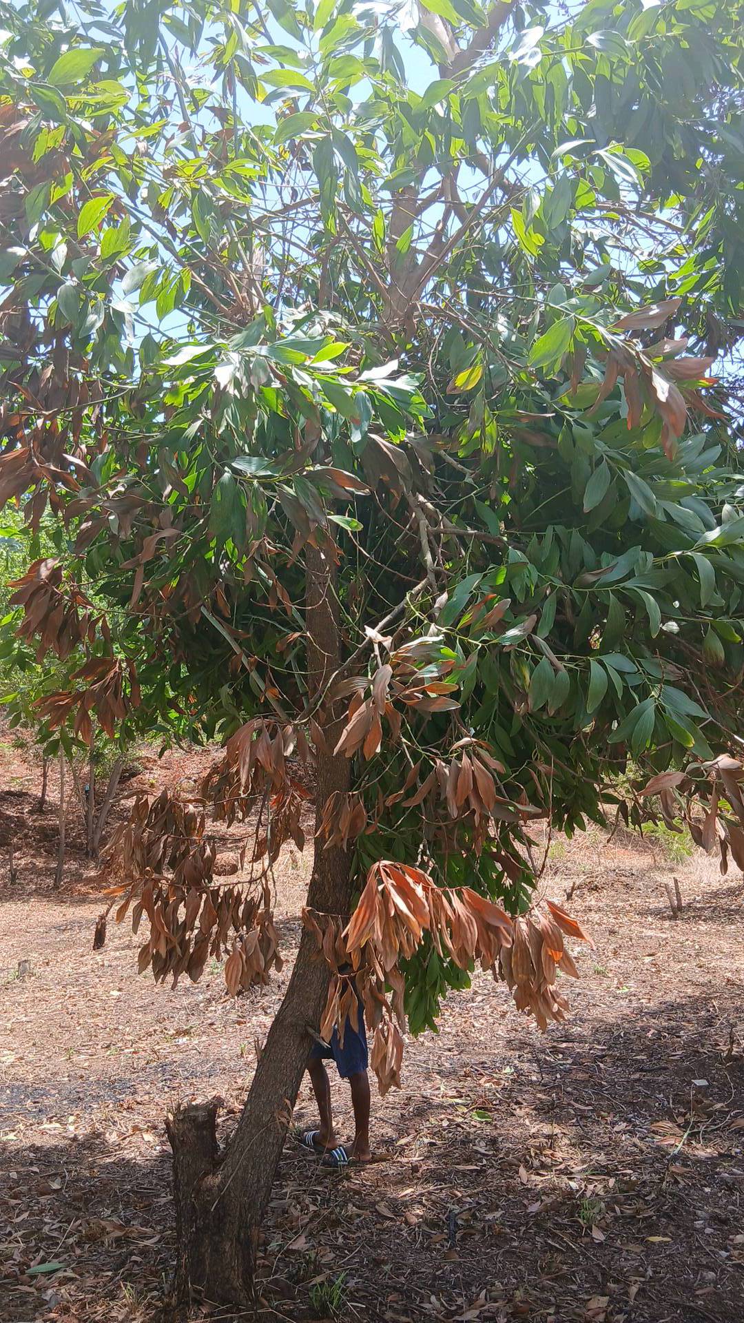 tree