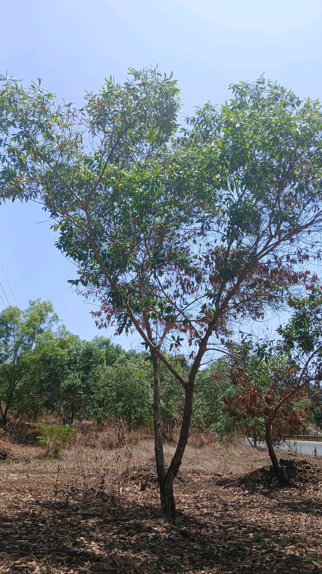 tree