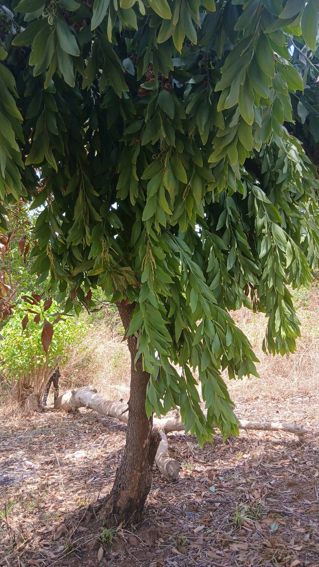 tree