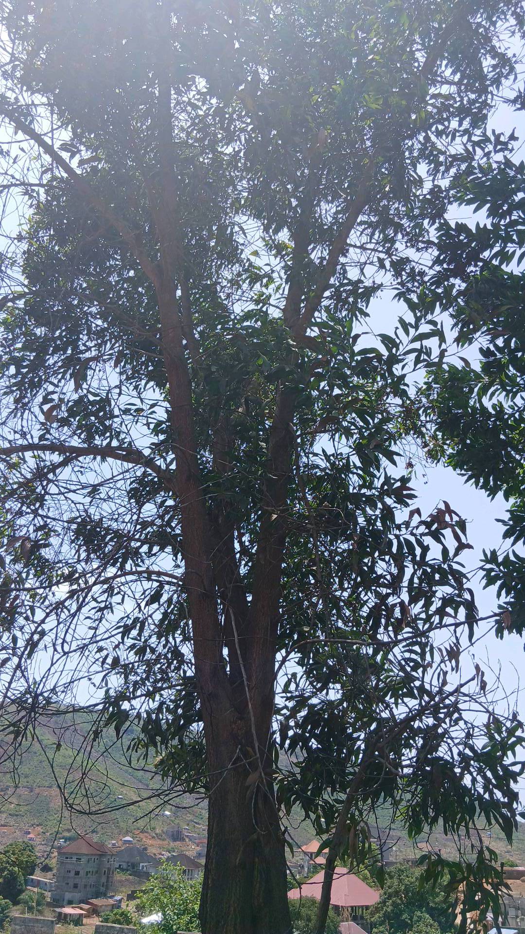 tree