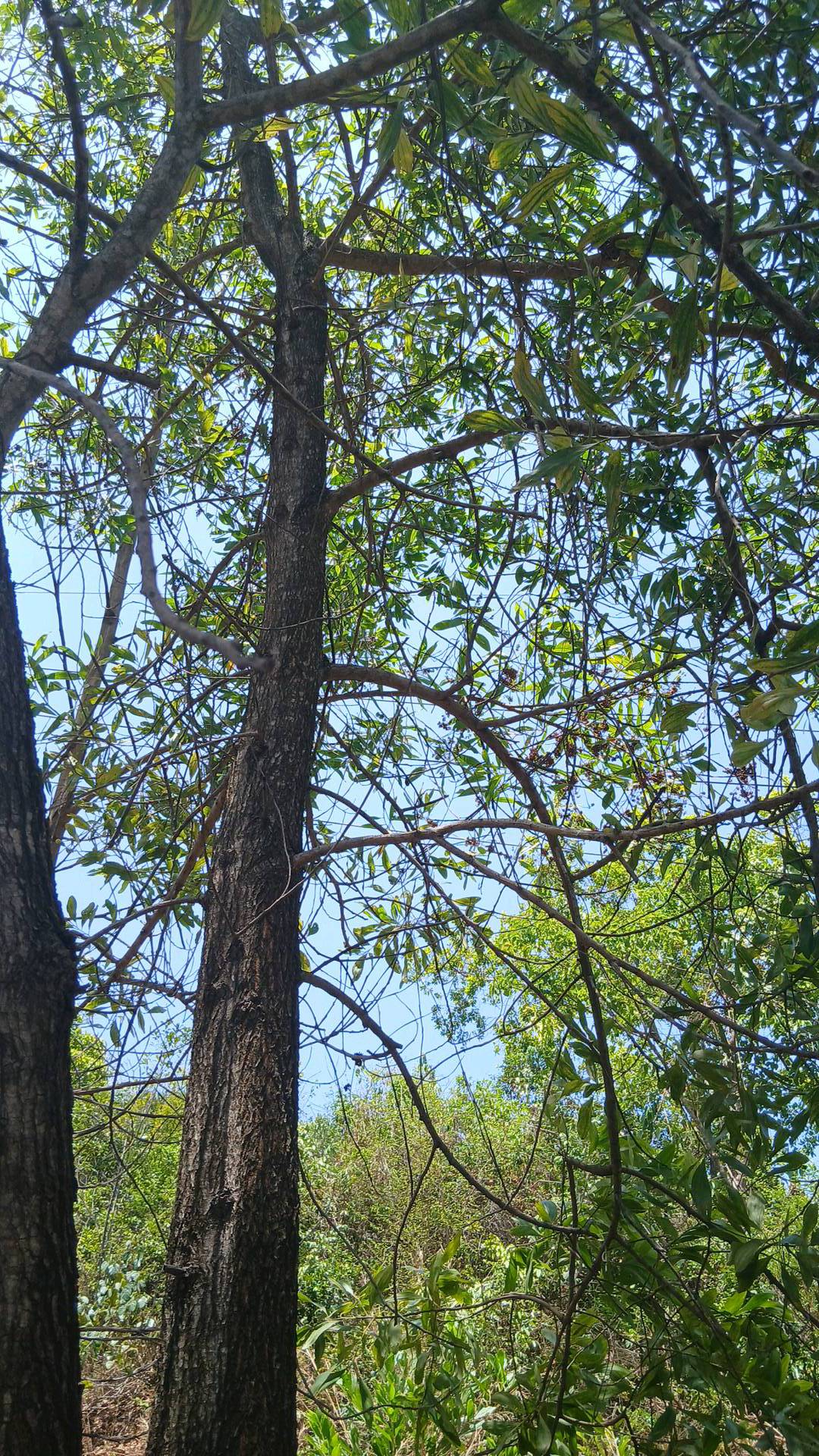 tree