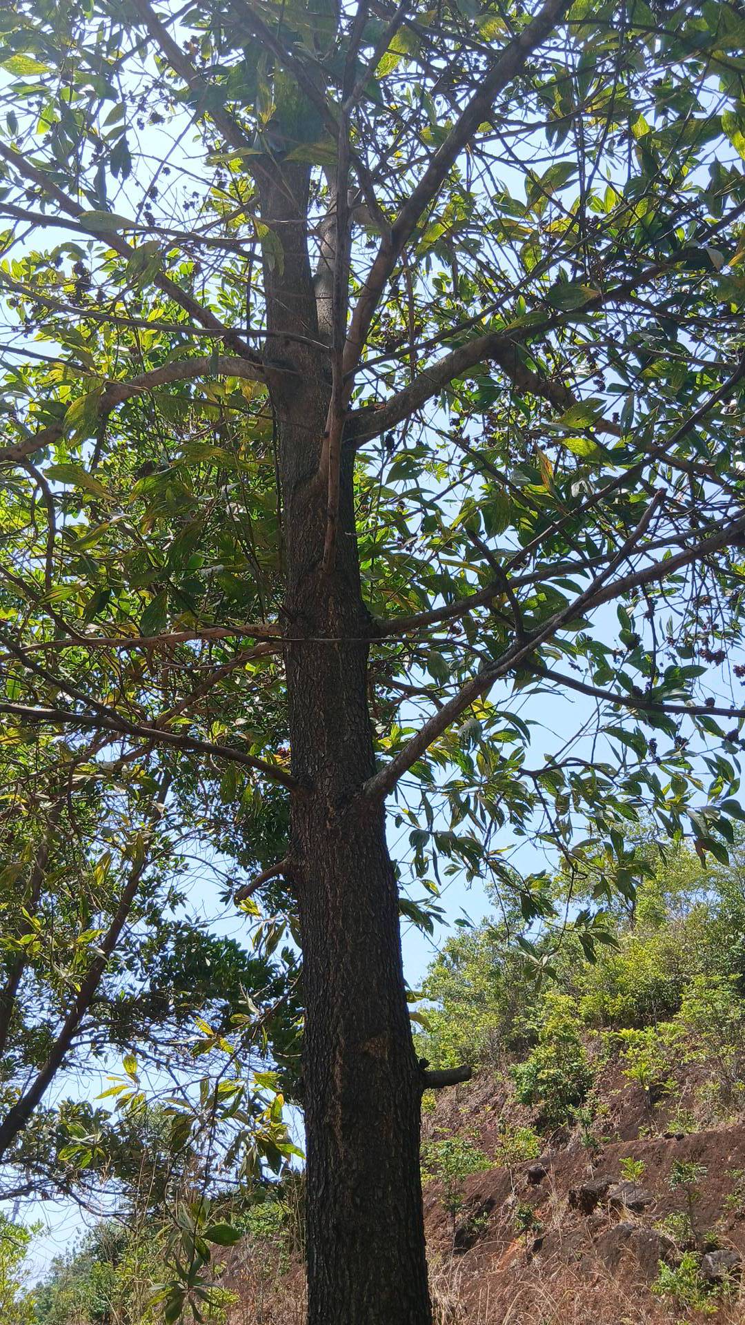 tree