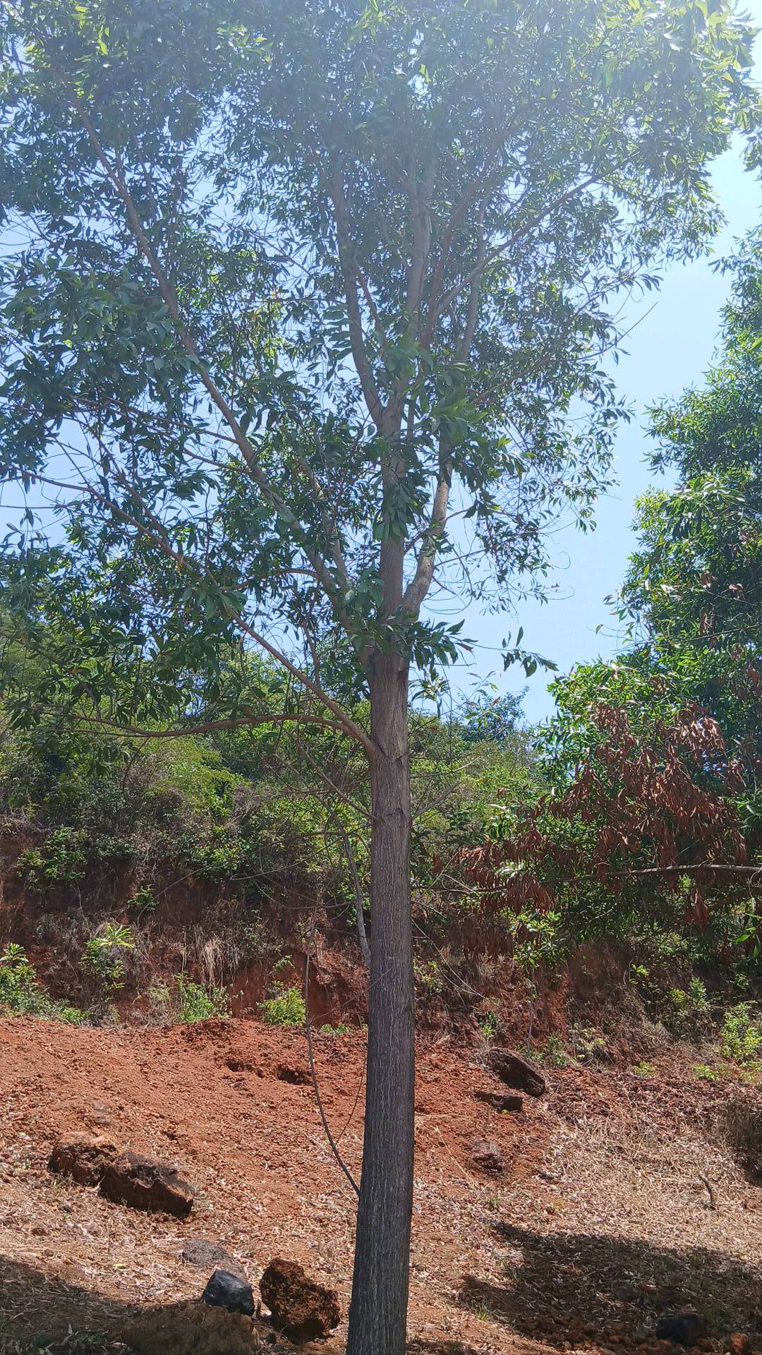 tree