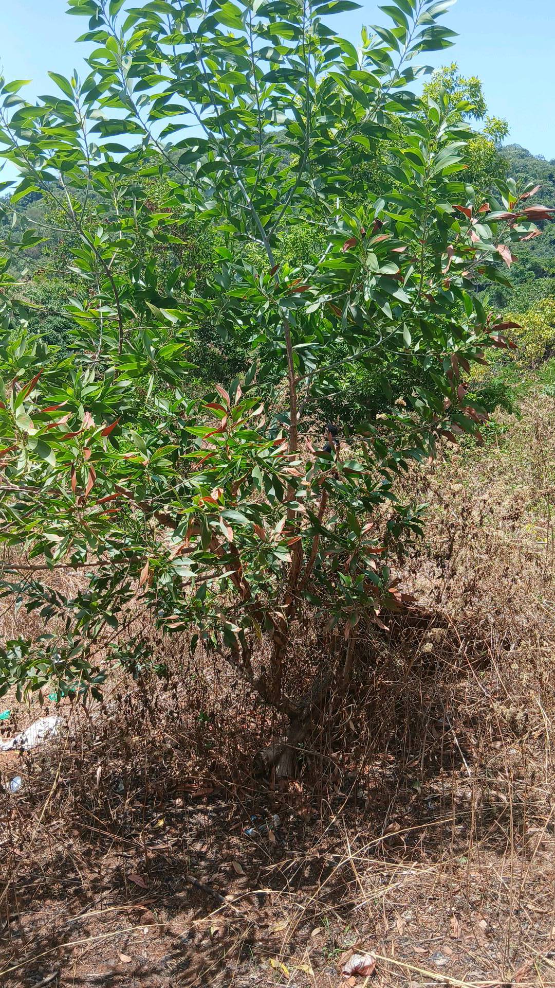 tree