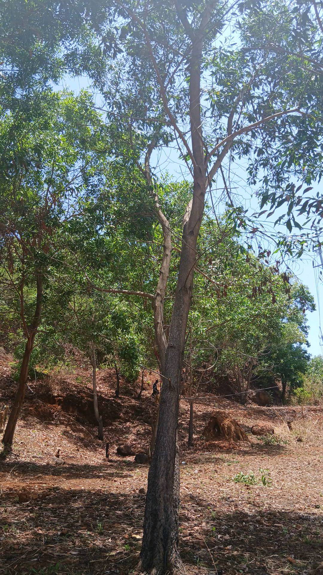 tree