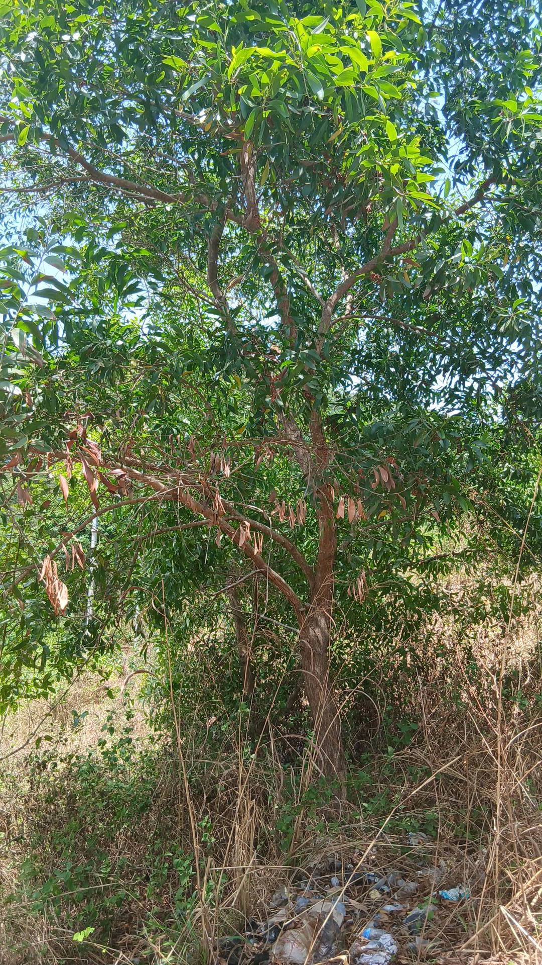 tree