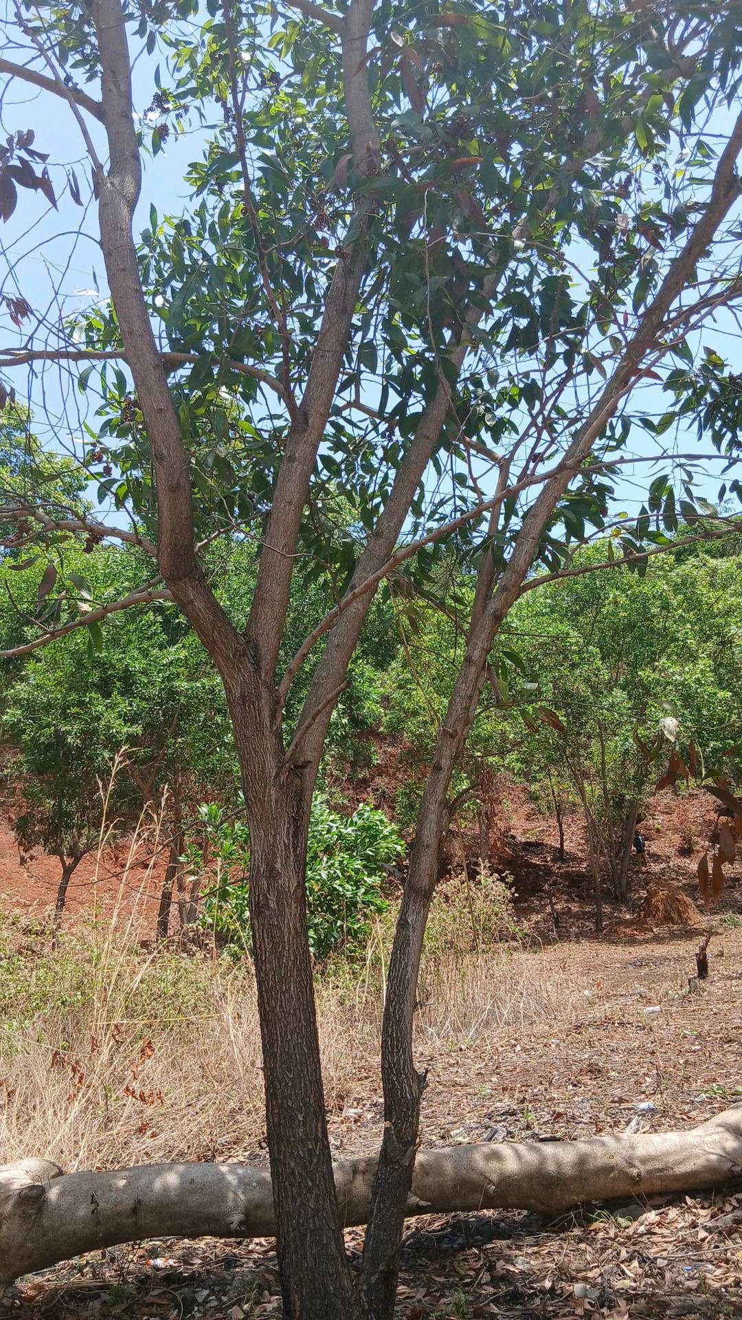 tree