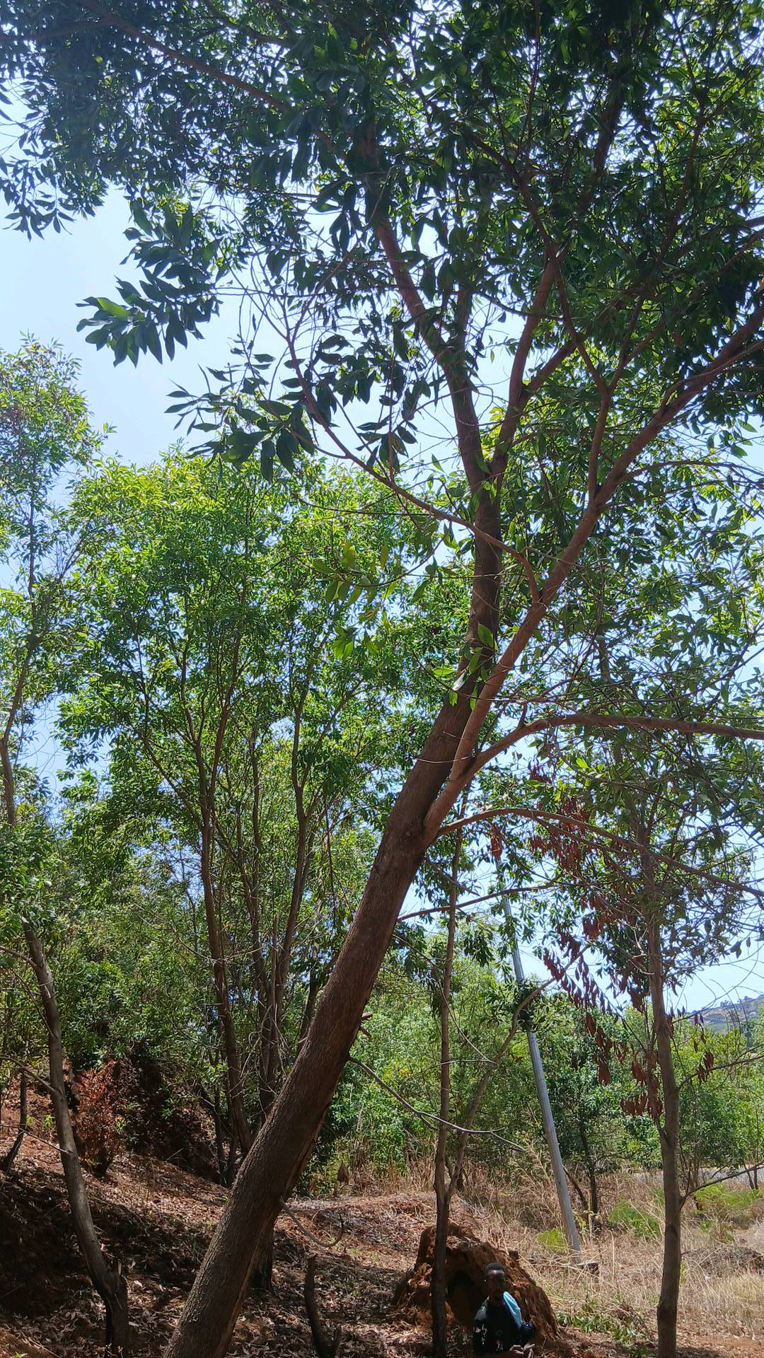 tree