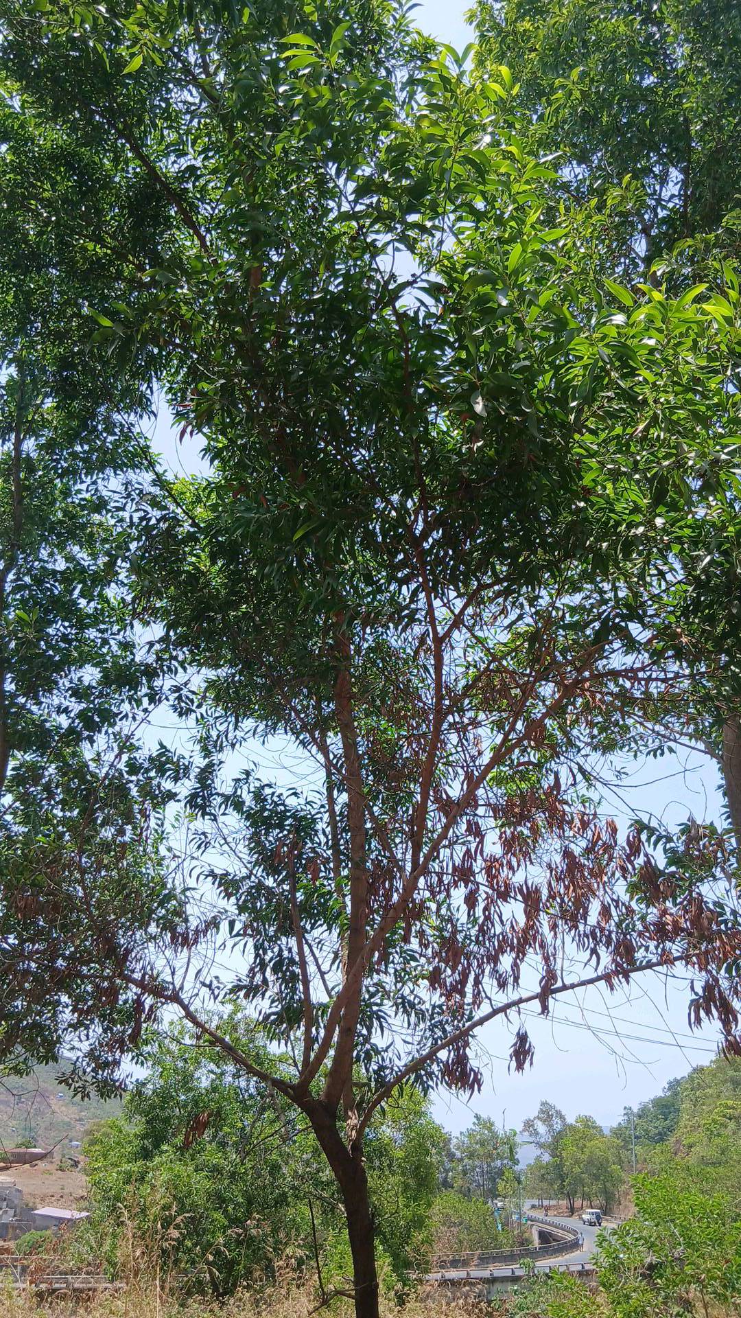 tree