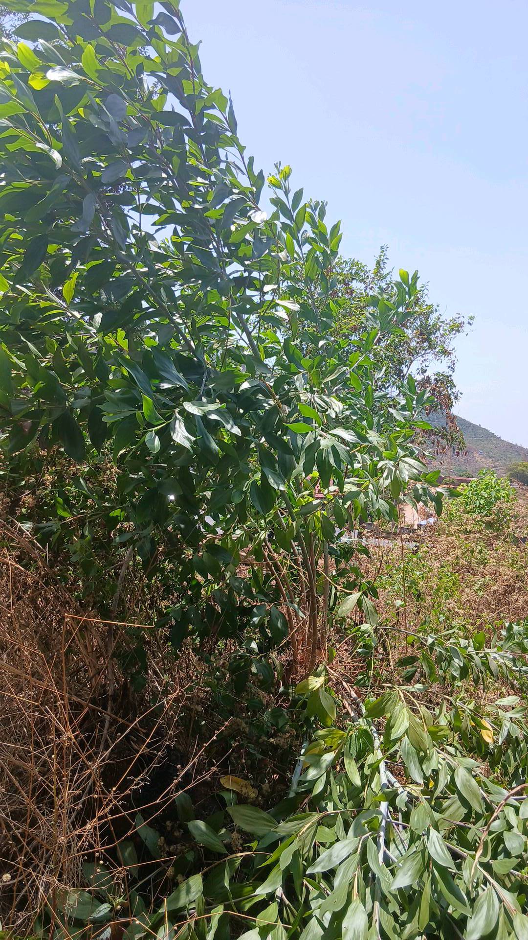 tree