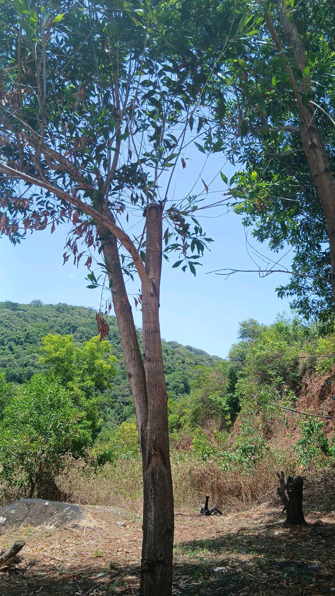 tree