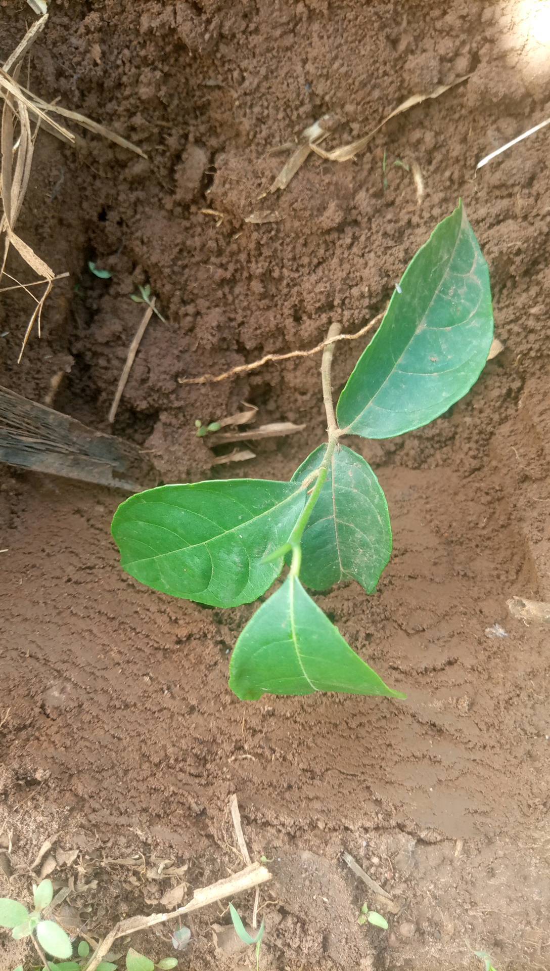 tree