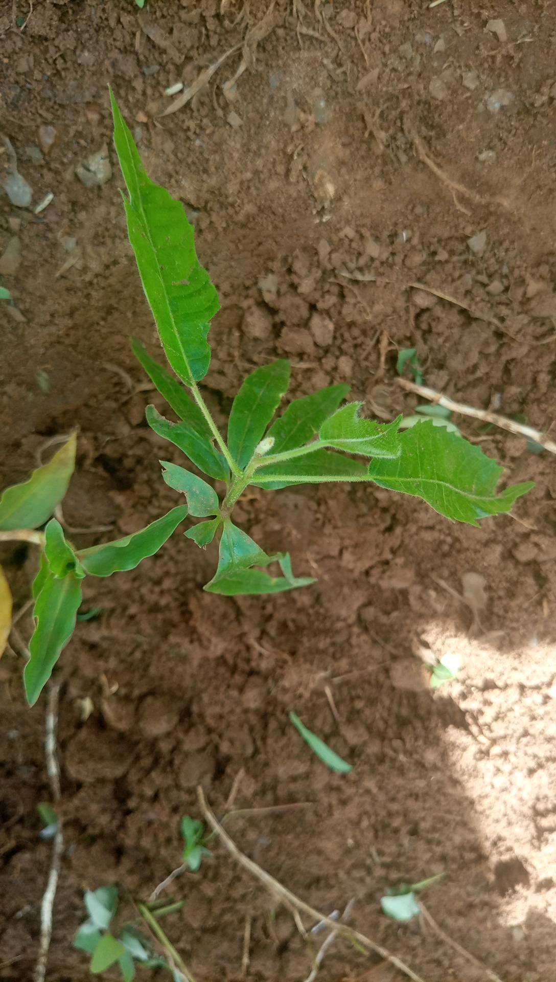 tree