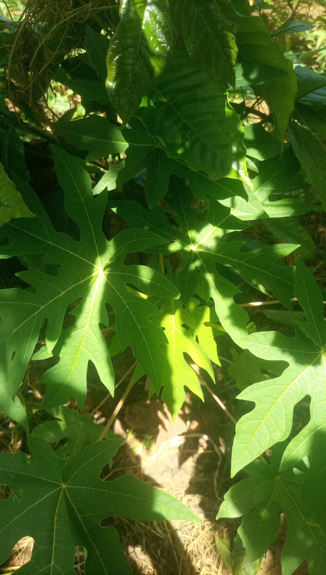tree