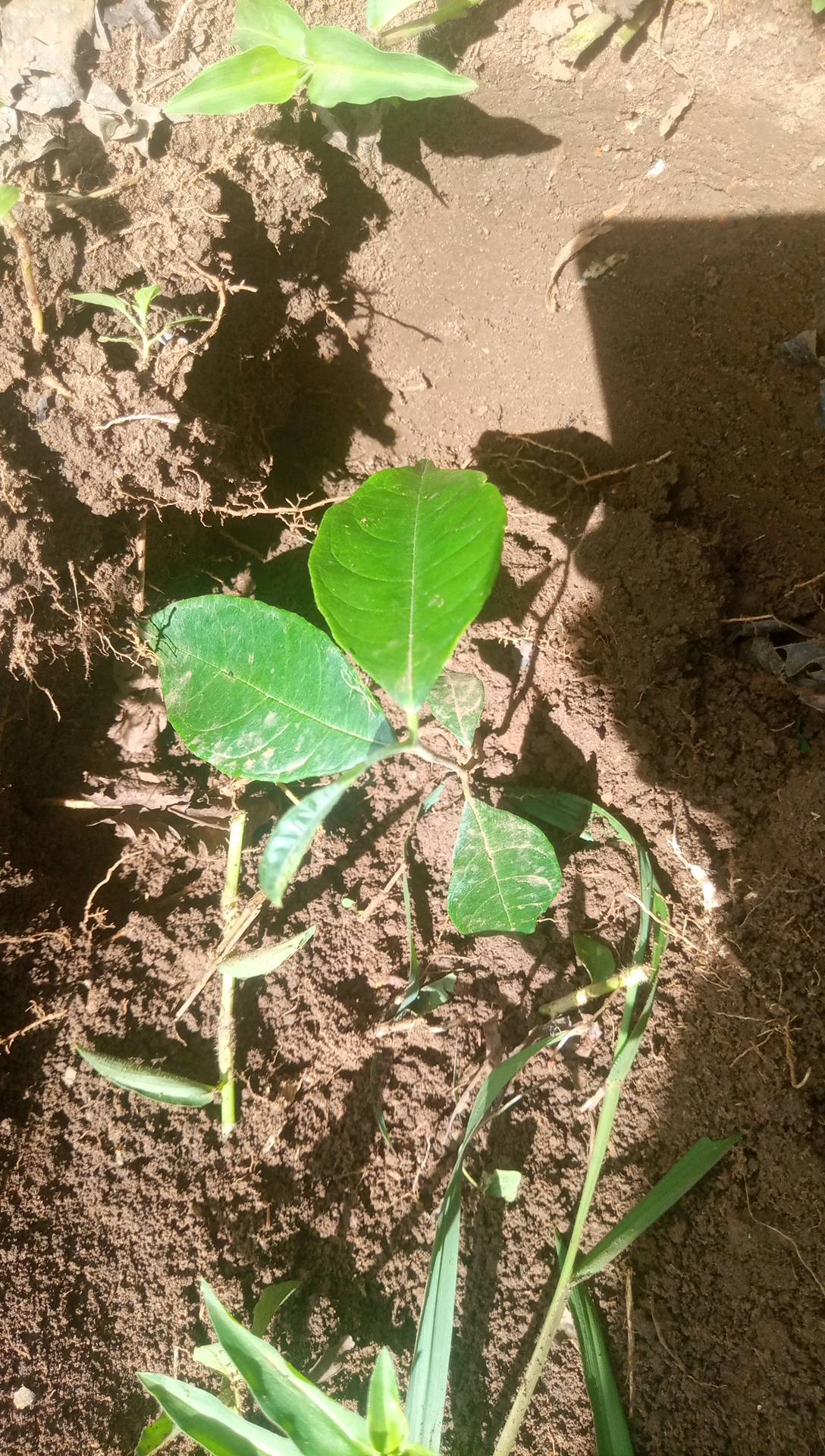 tree