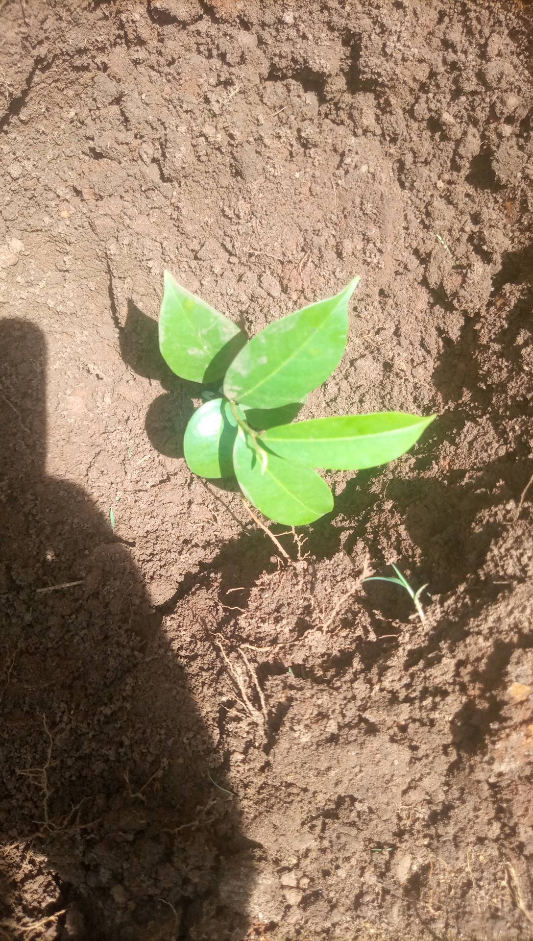 tree