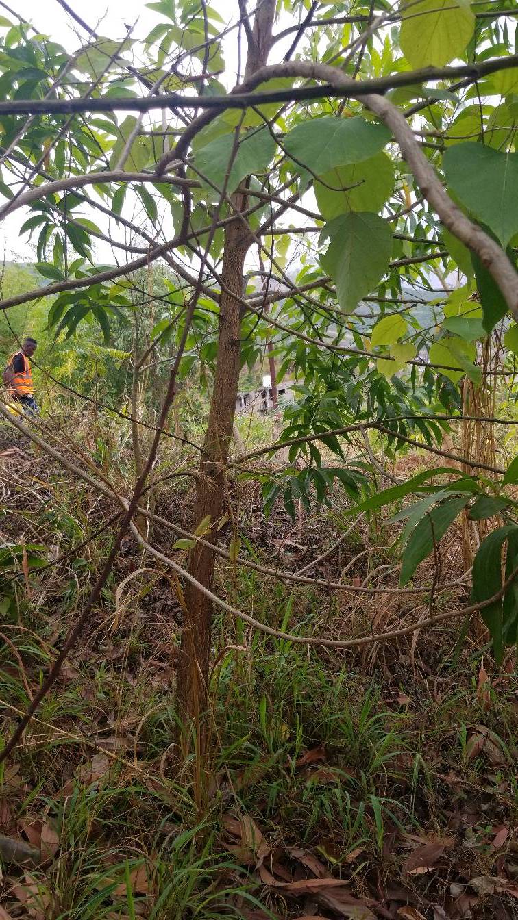 tree