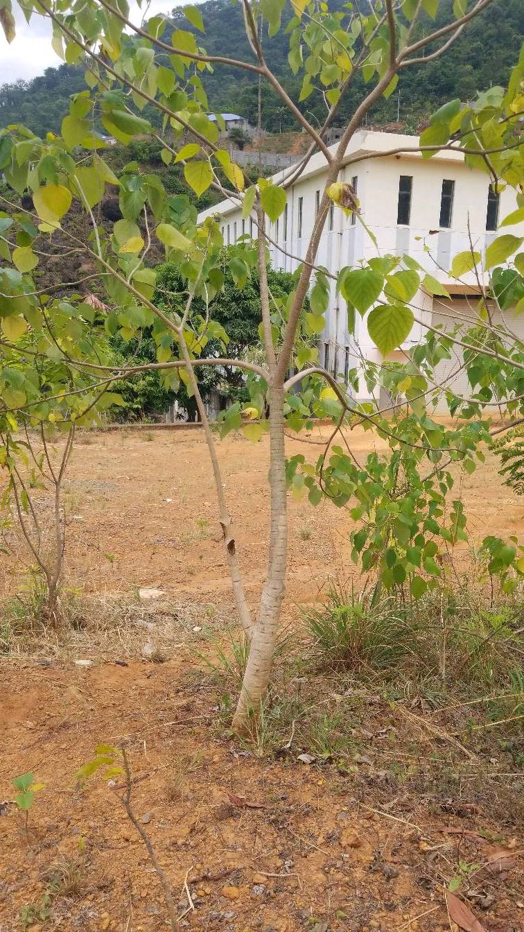 tree