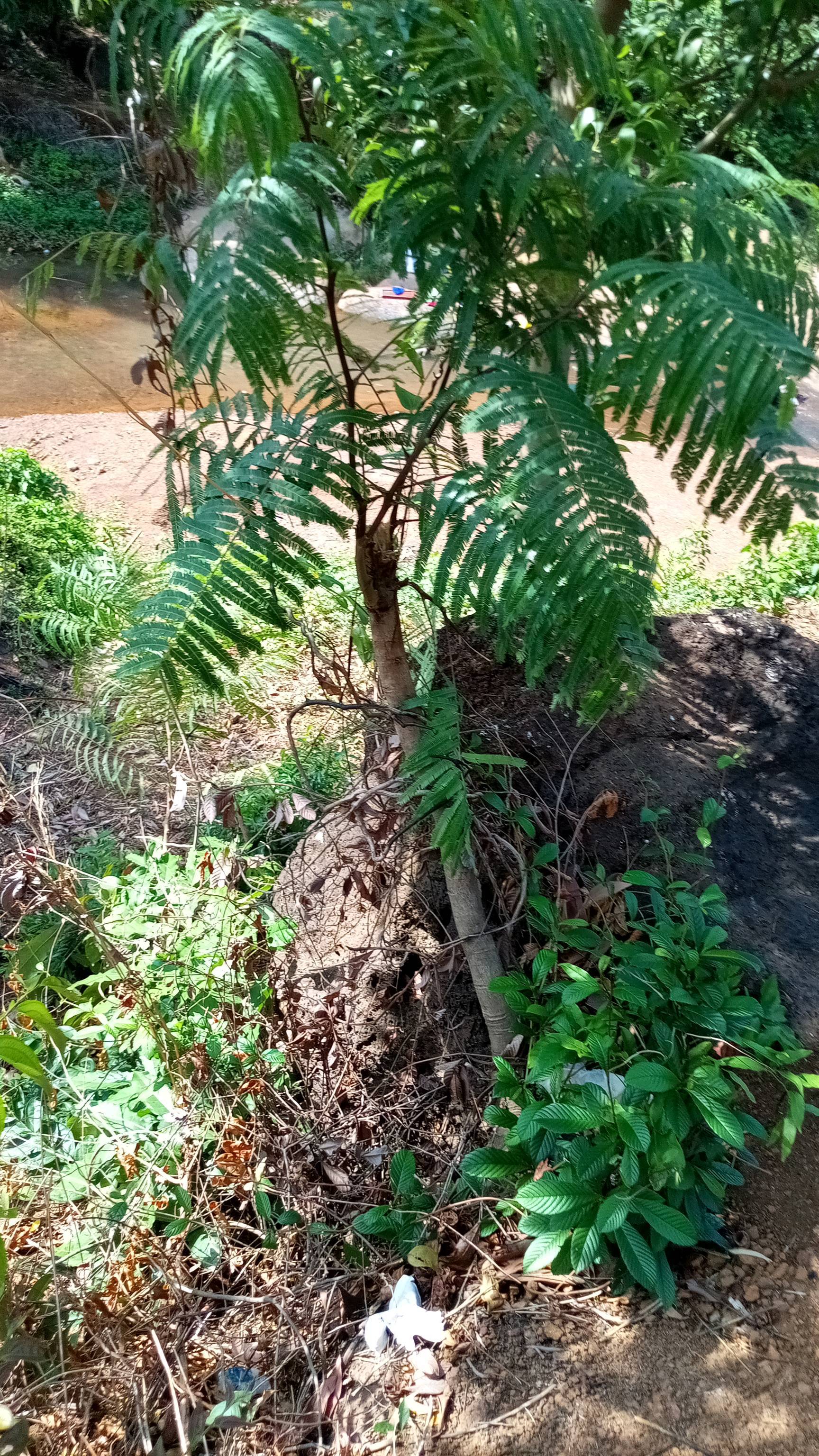 tree