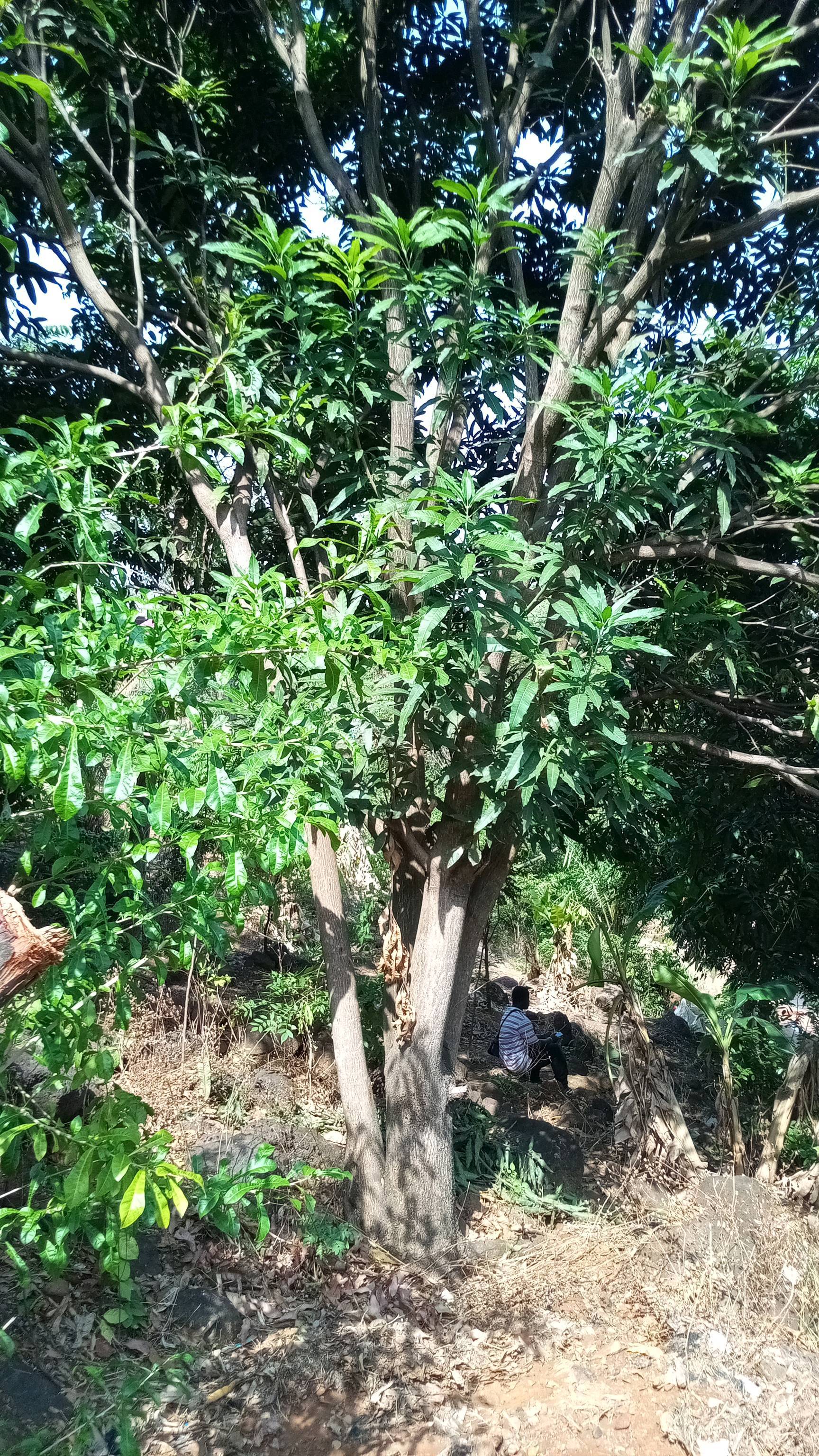 tree