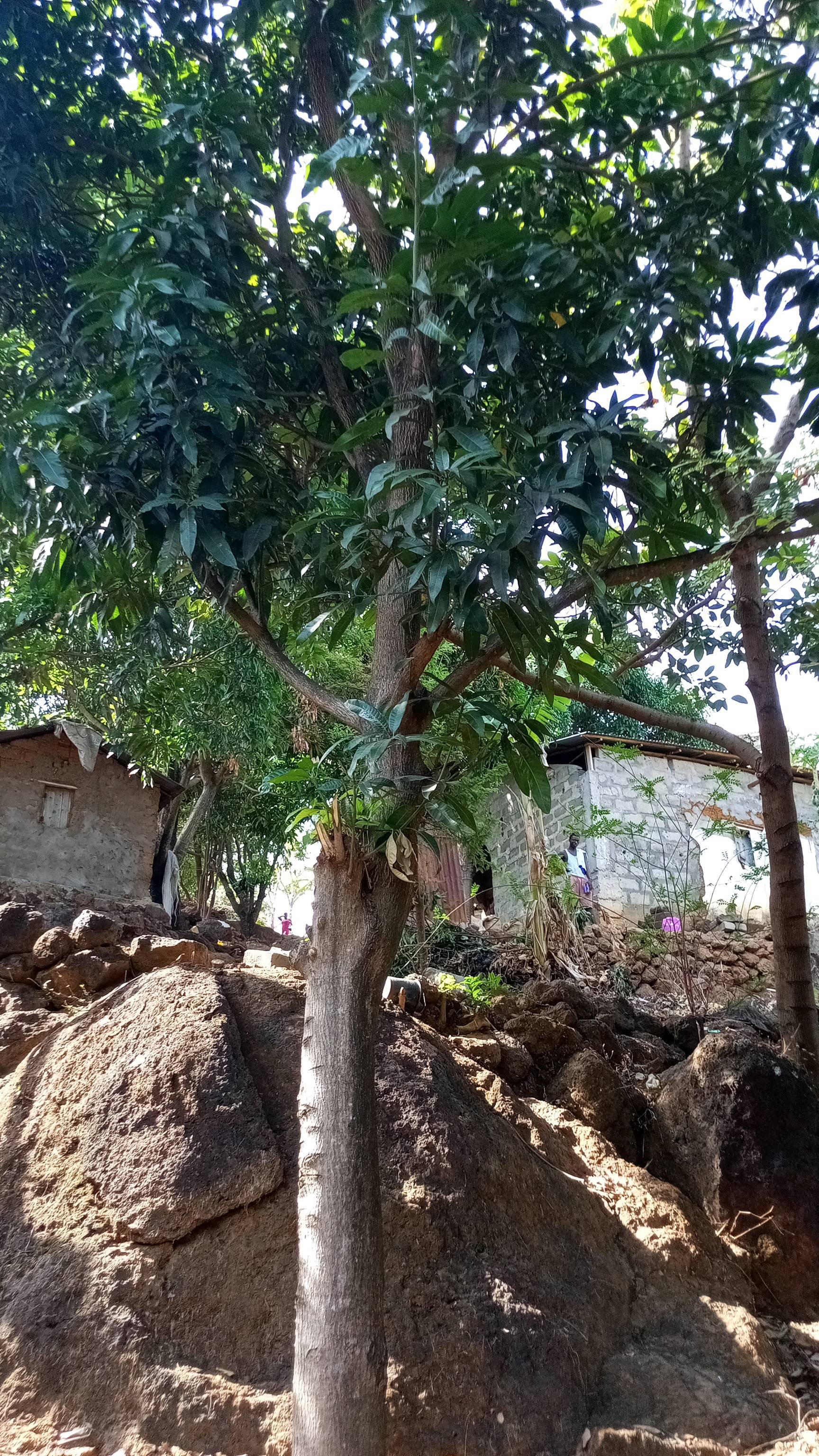 tree