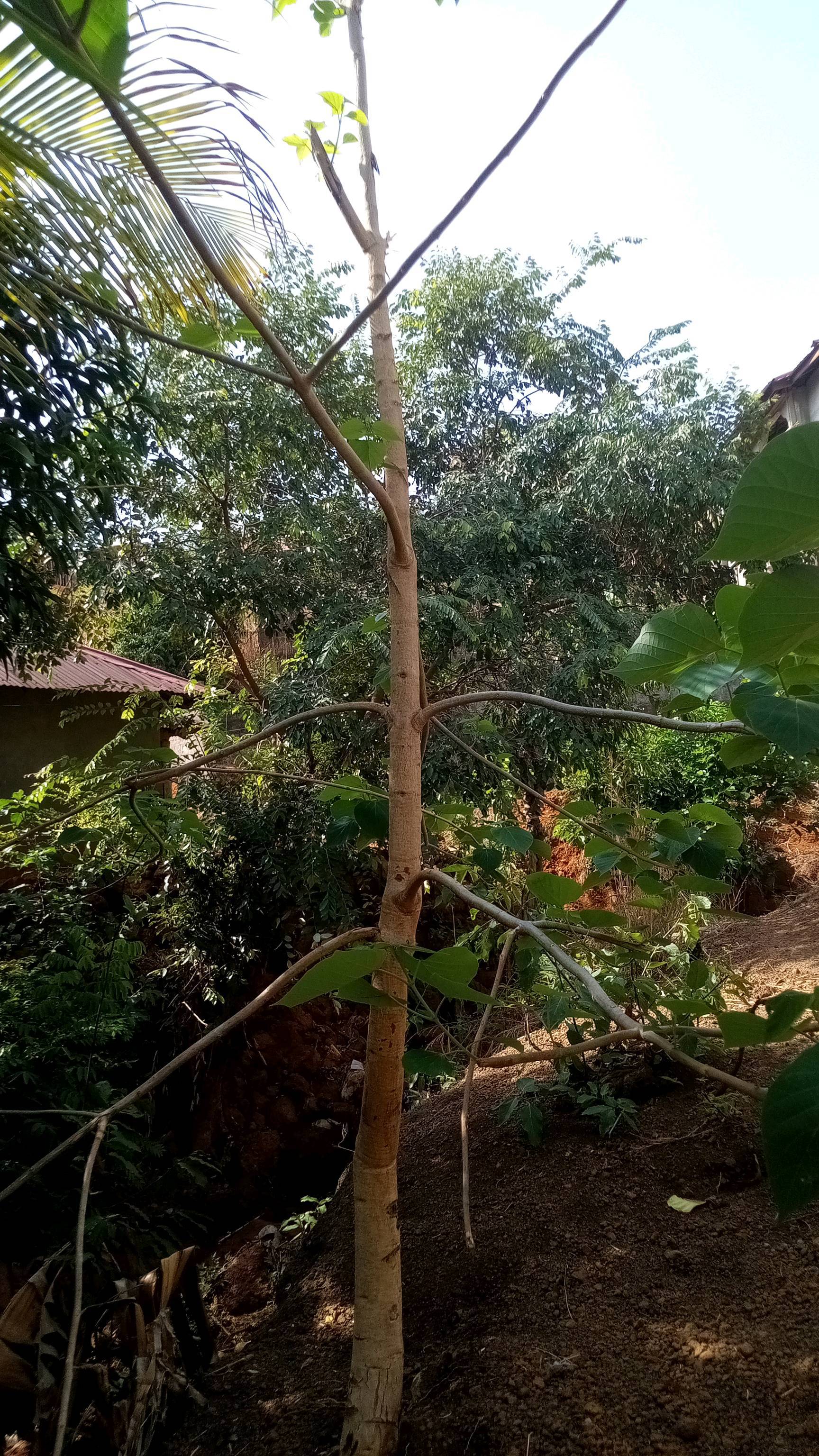 tree