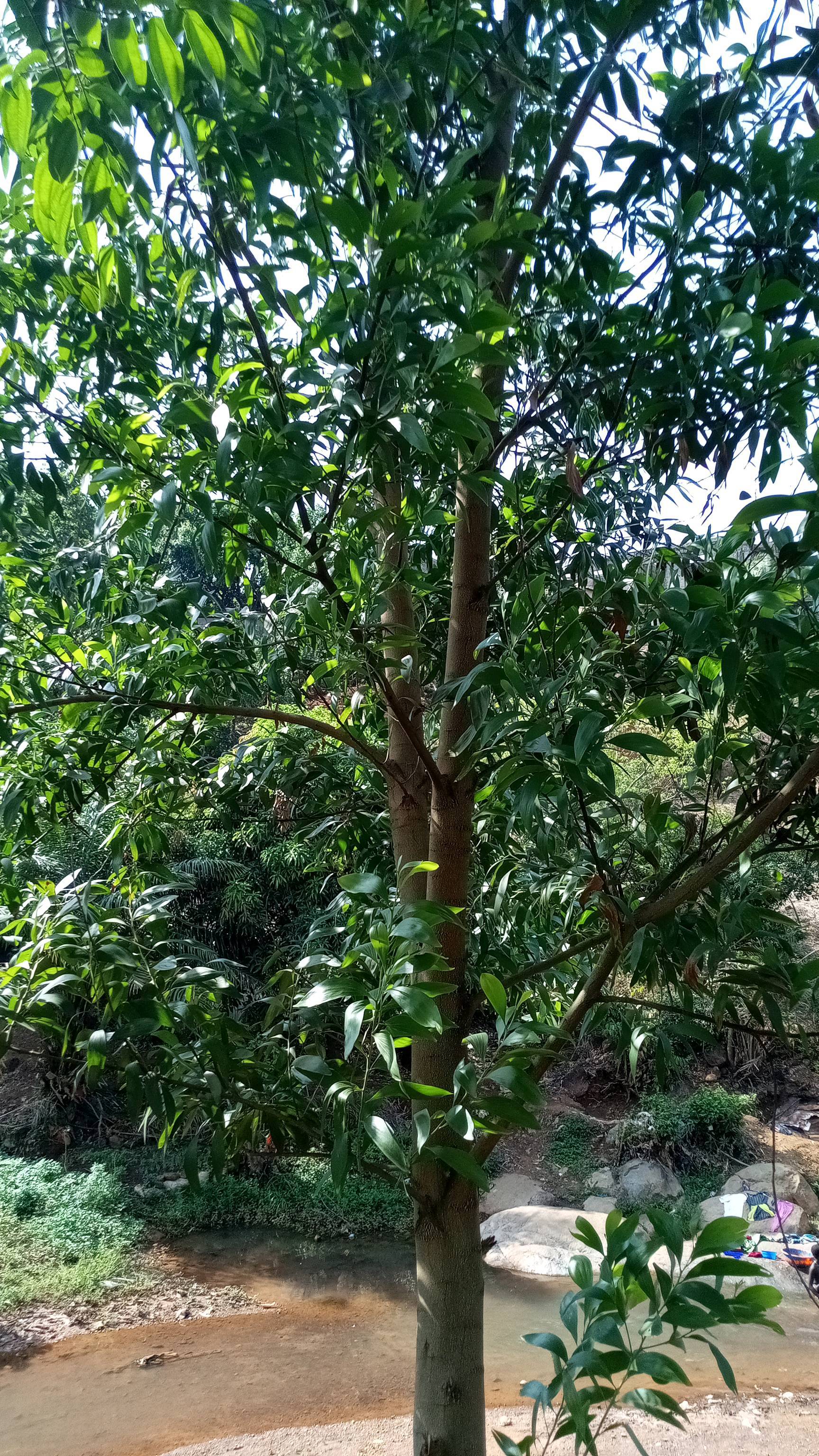 tree