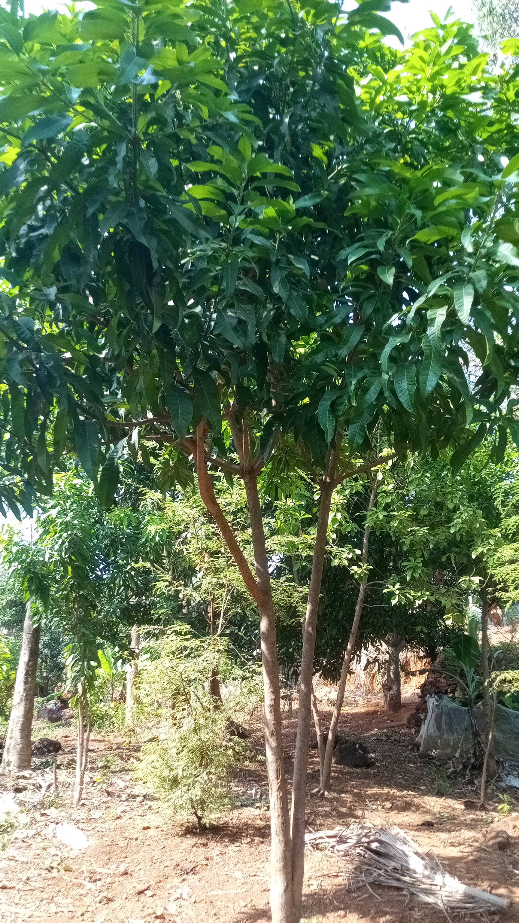 tree