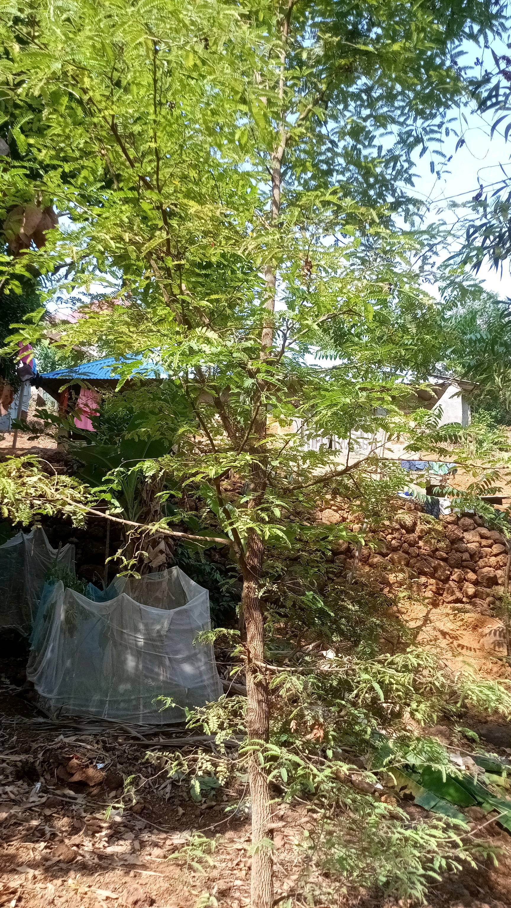 tree
