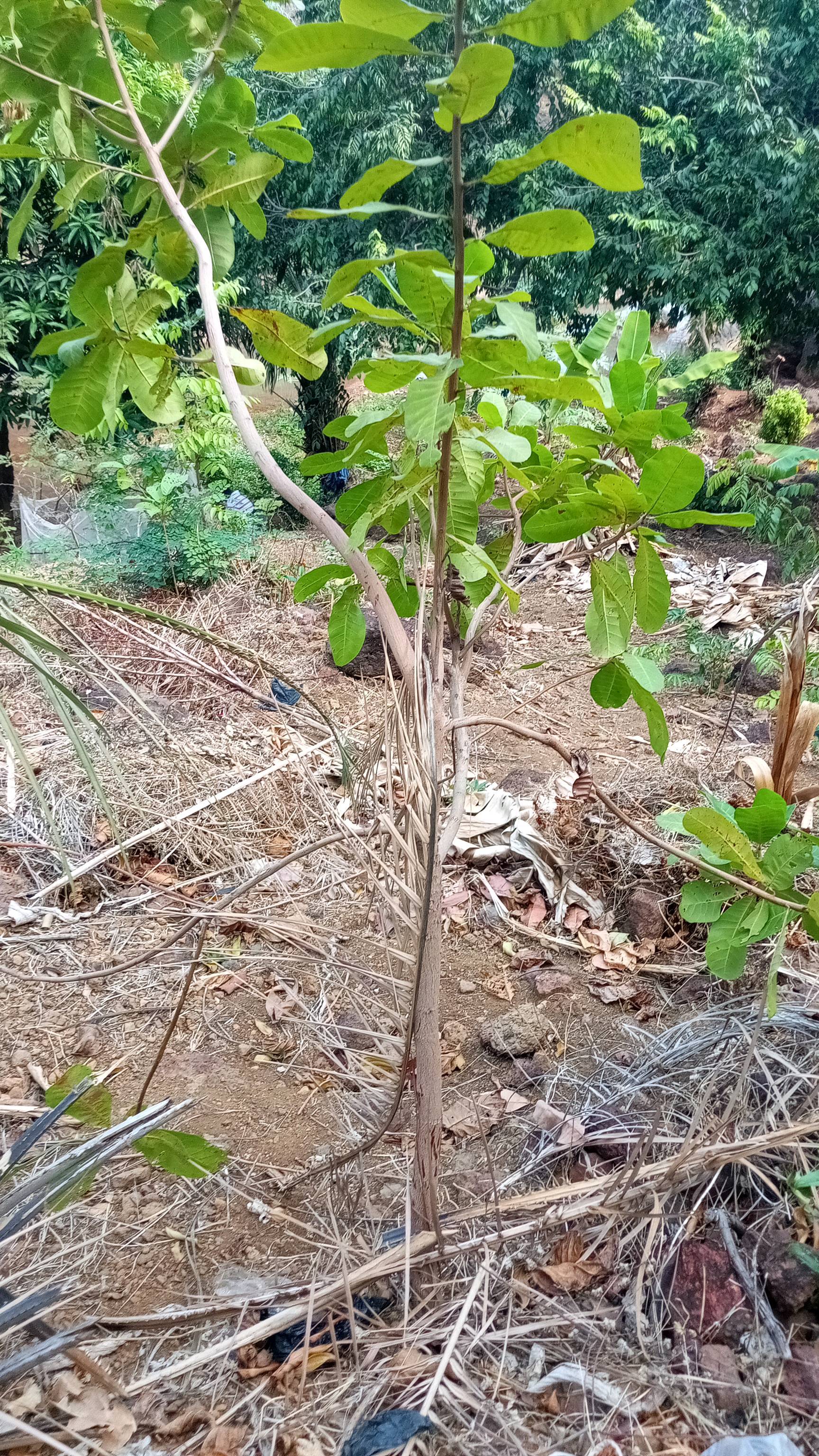 tree