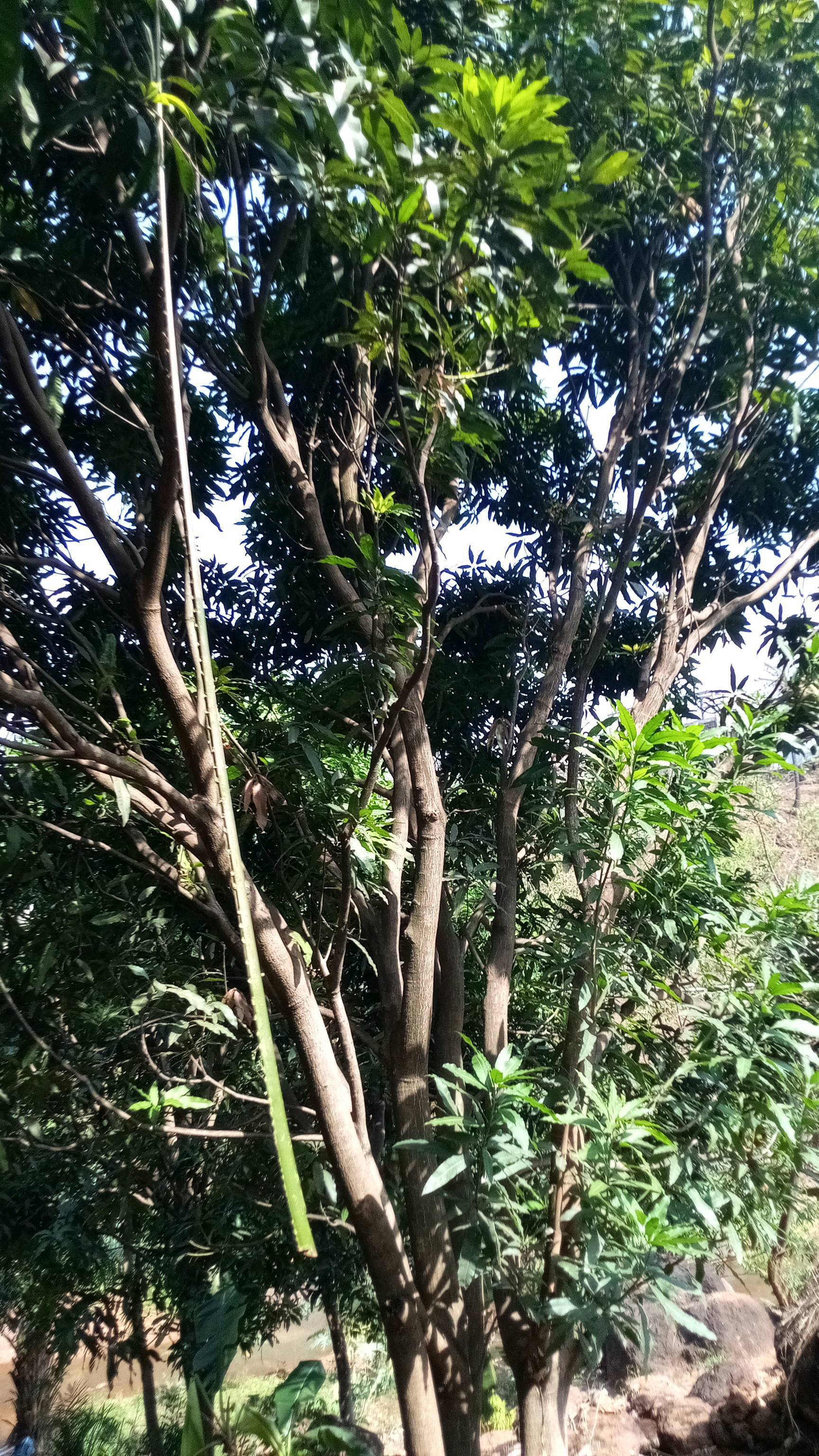 tree