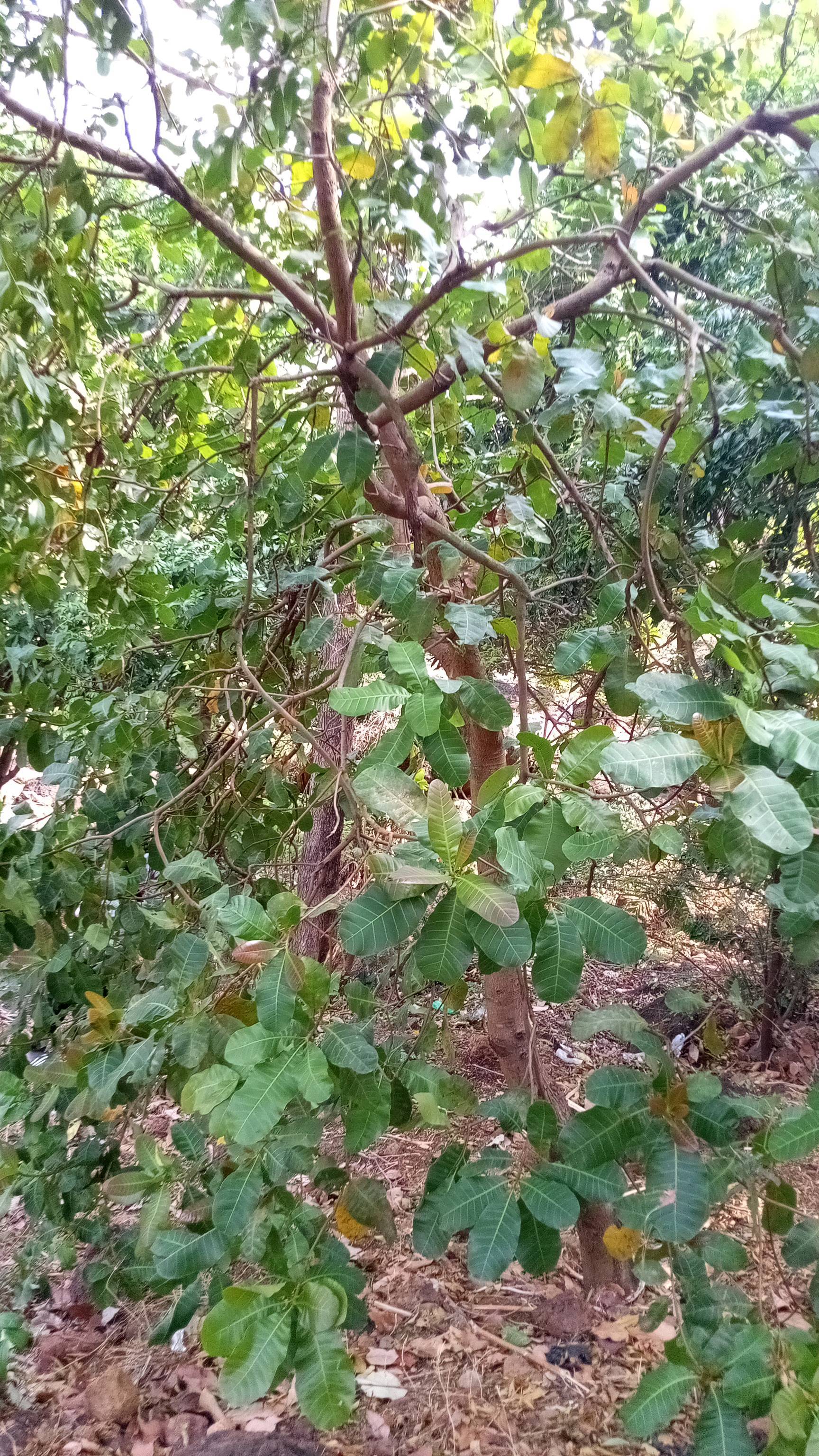 tree