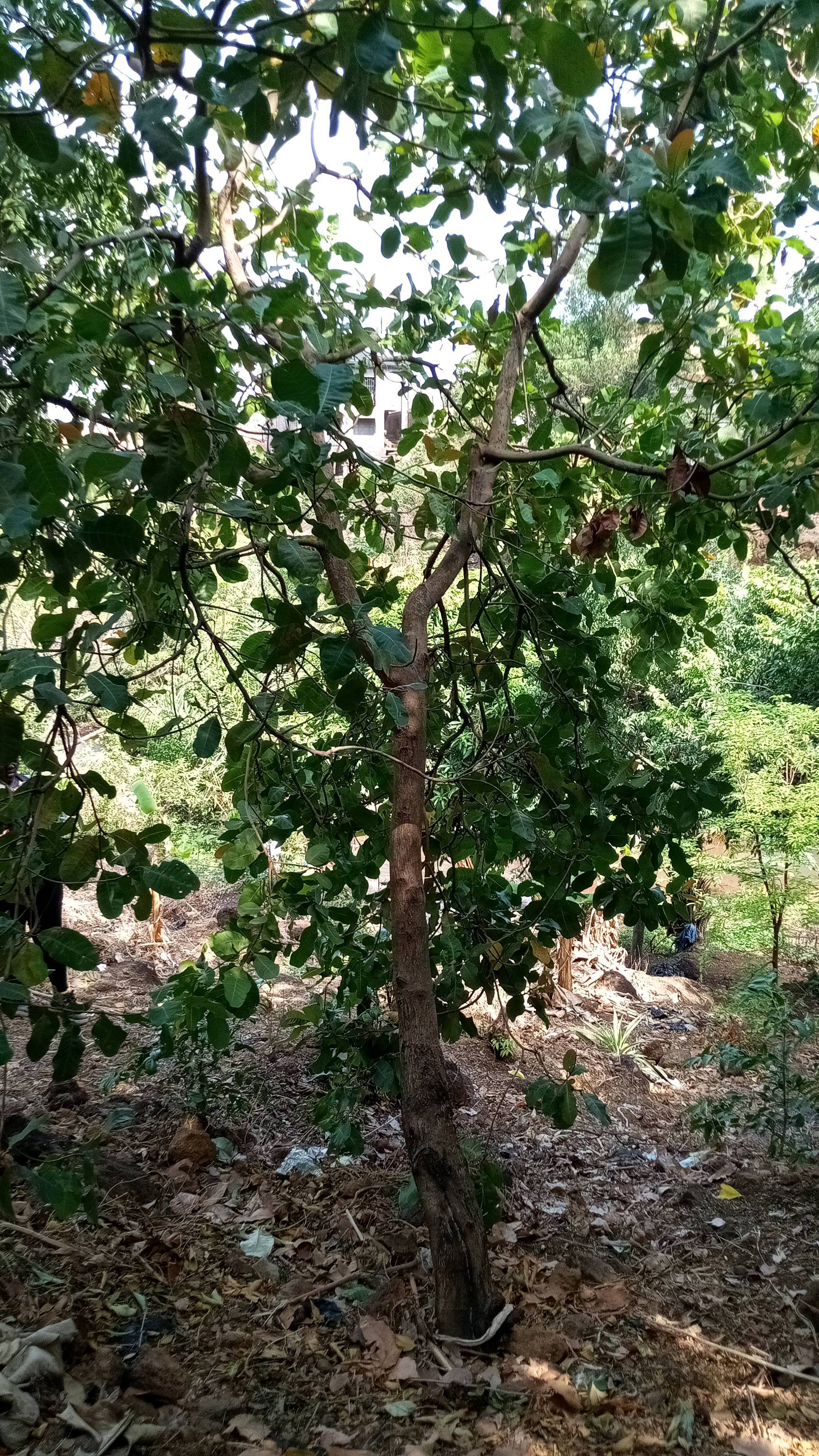tree