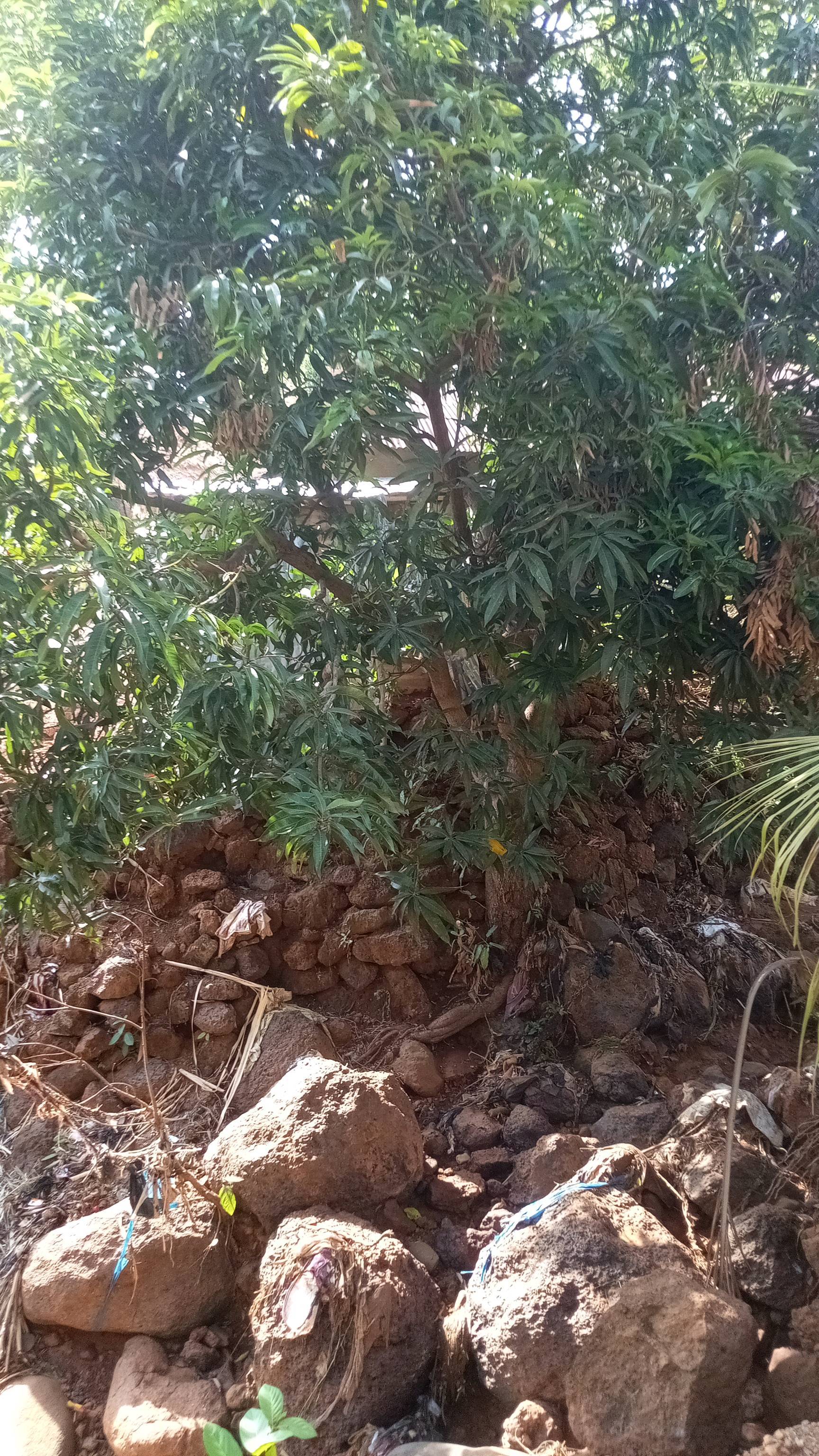 tree