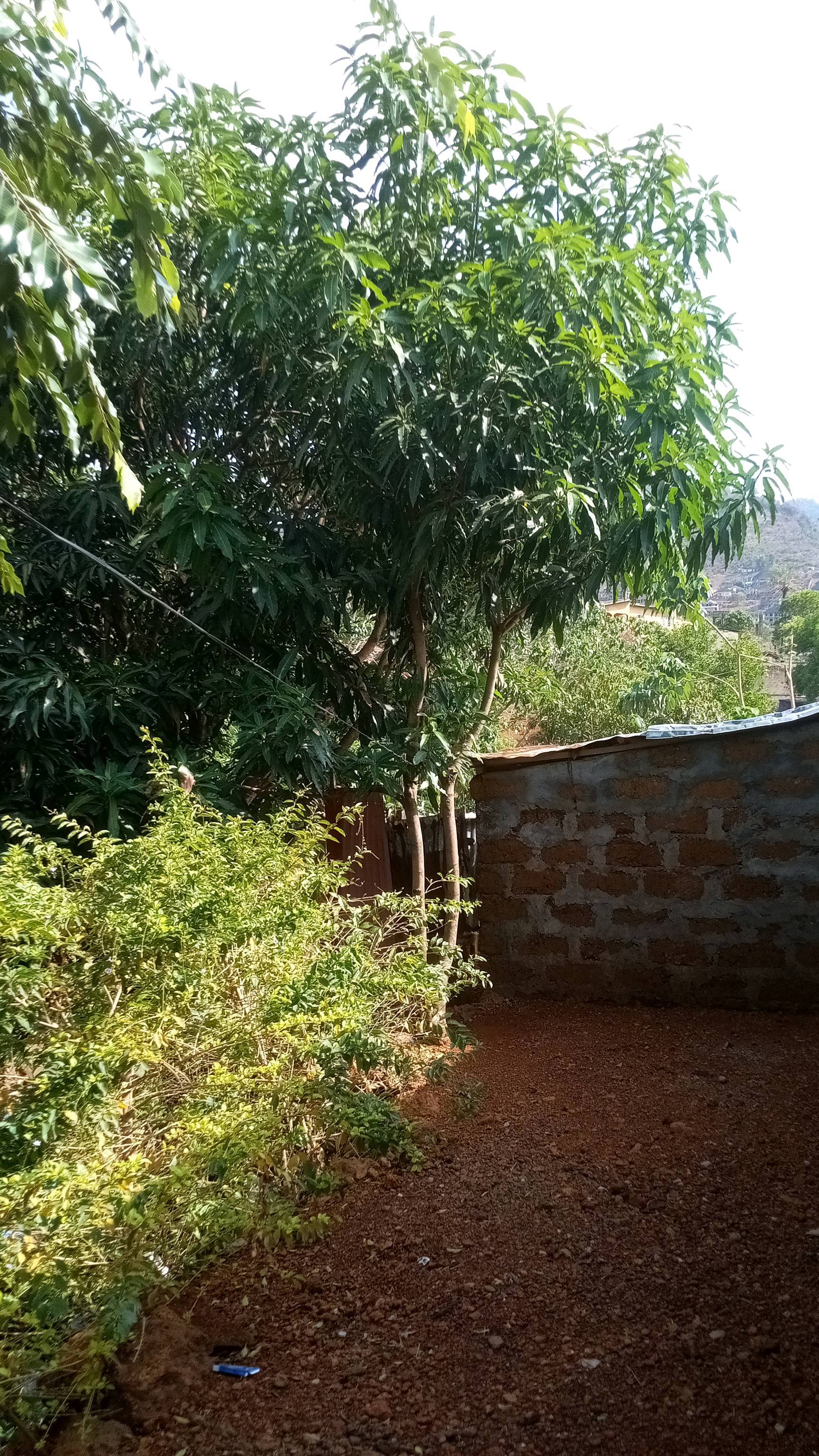 tree