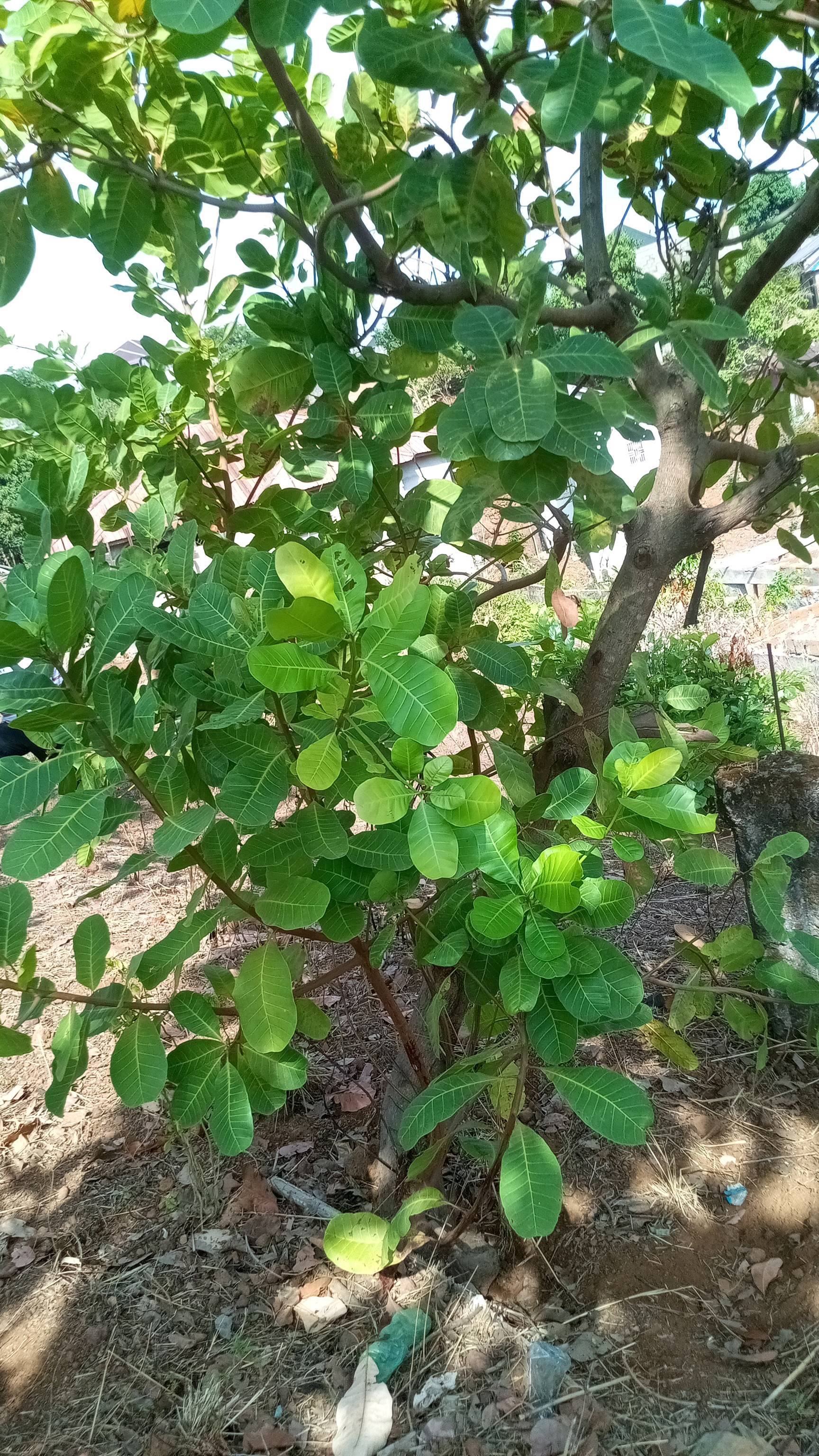 tree