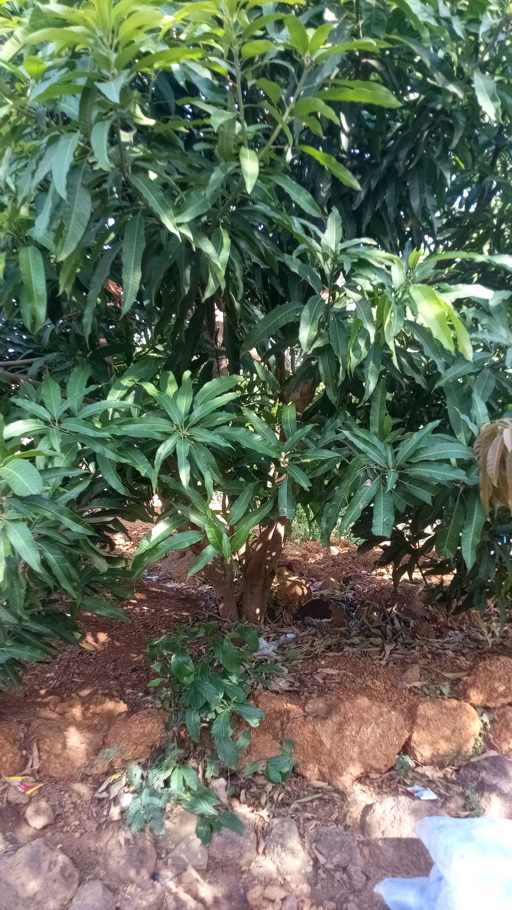 tree