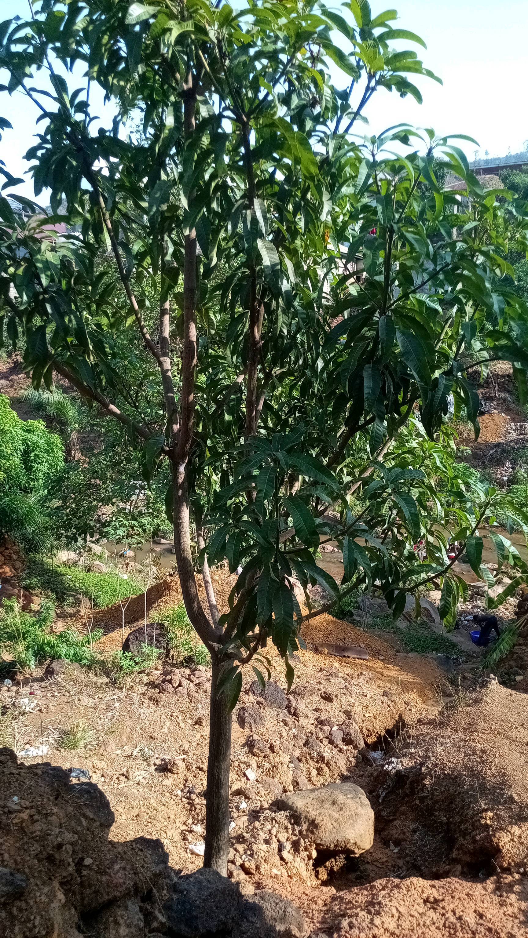 tree