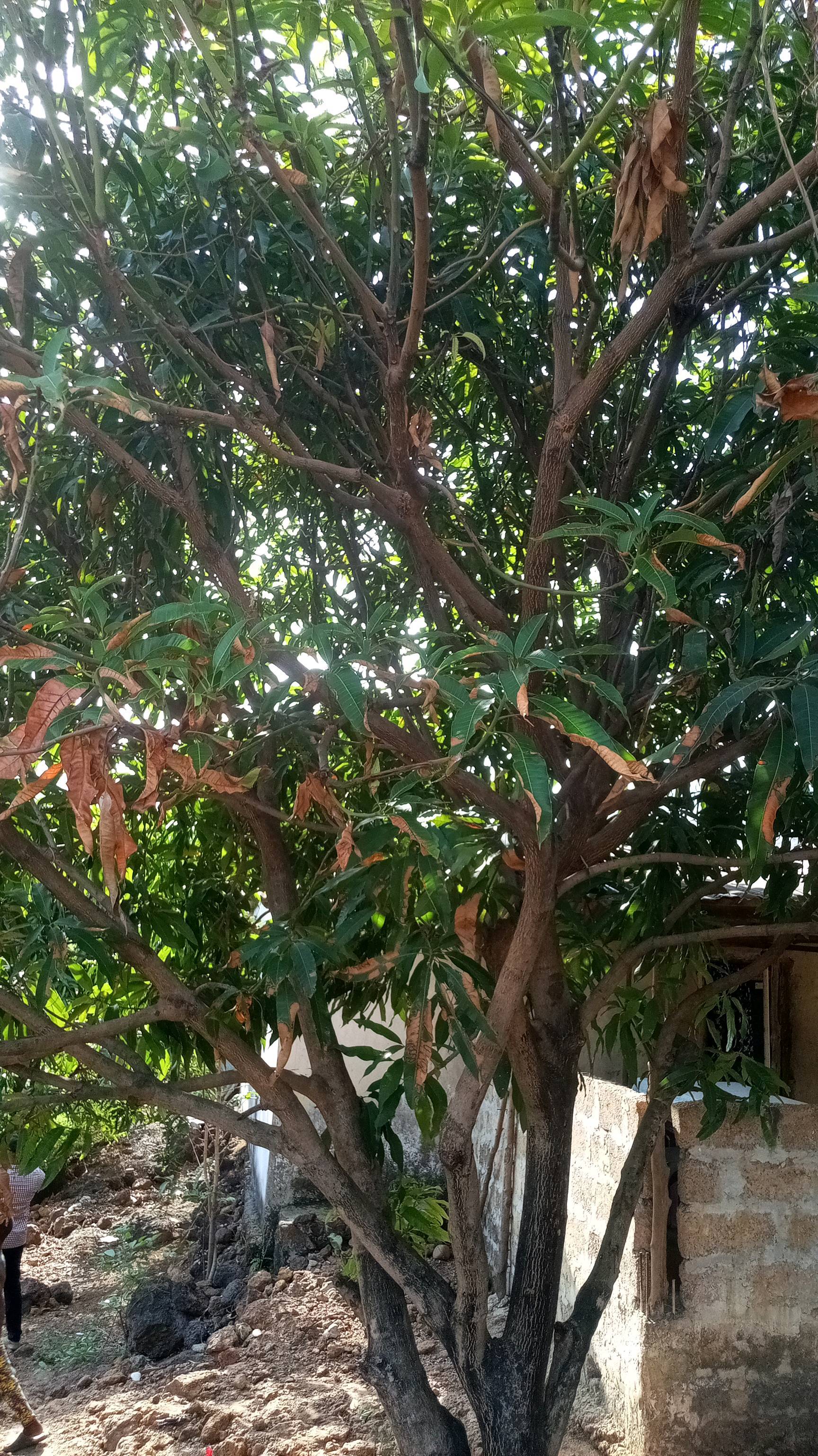 tree