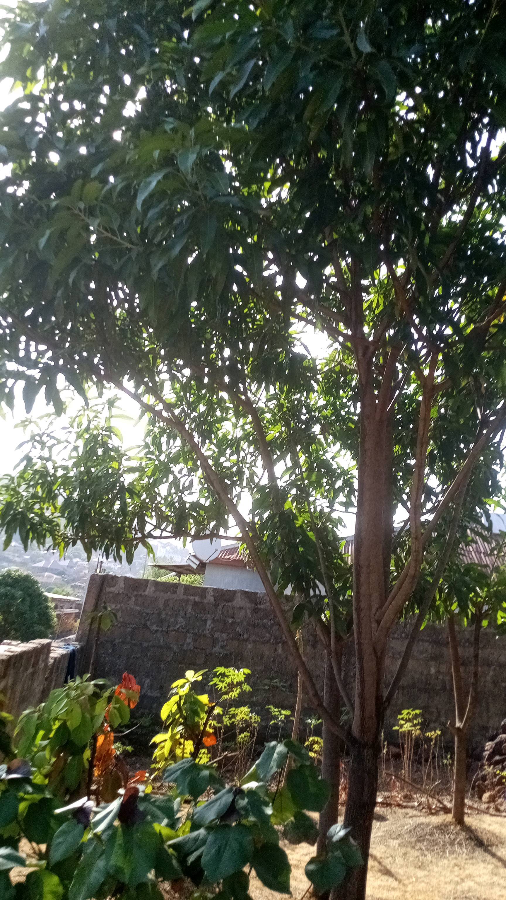 tree