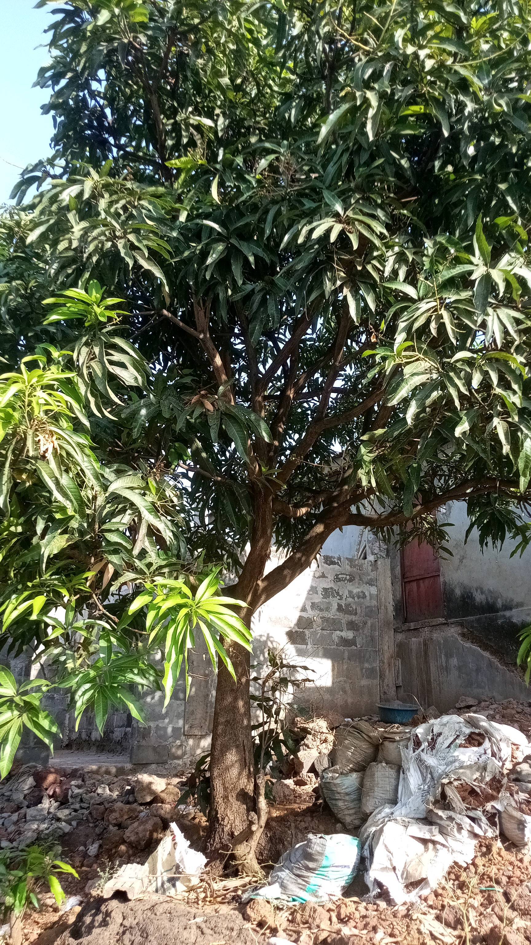 tree